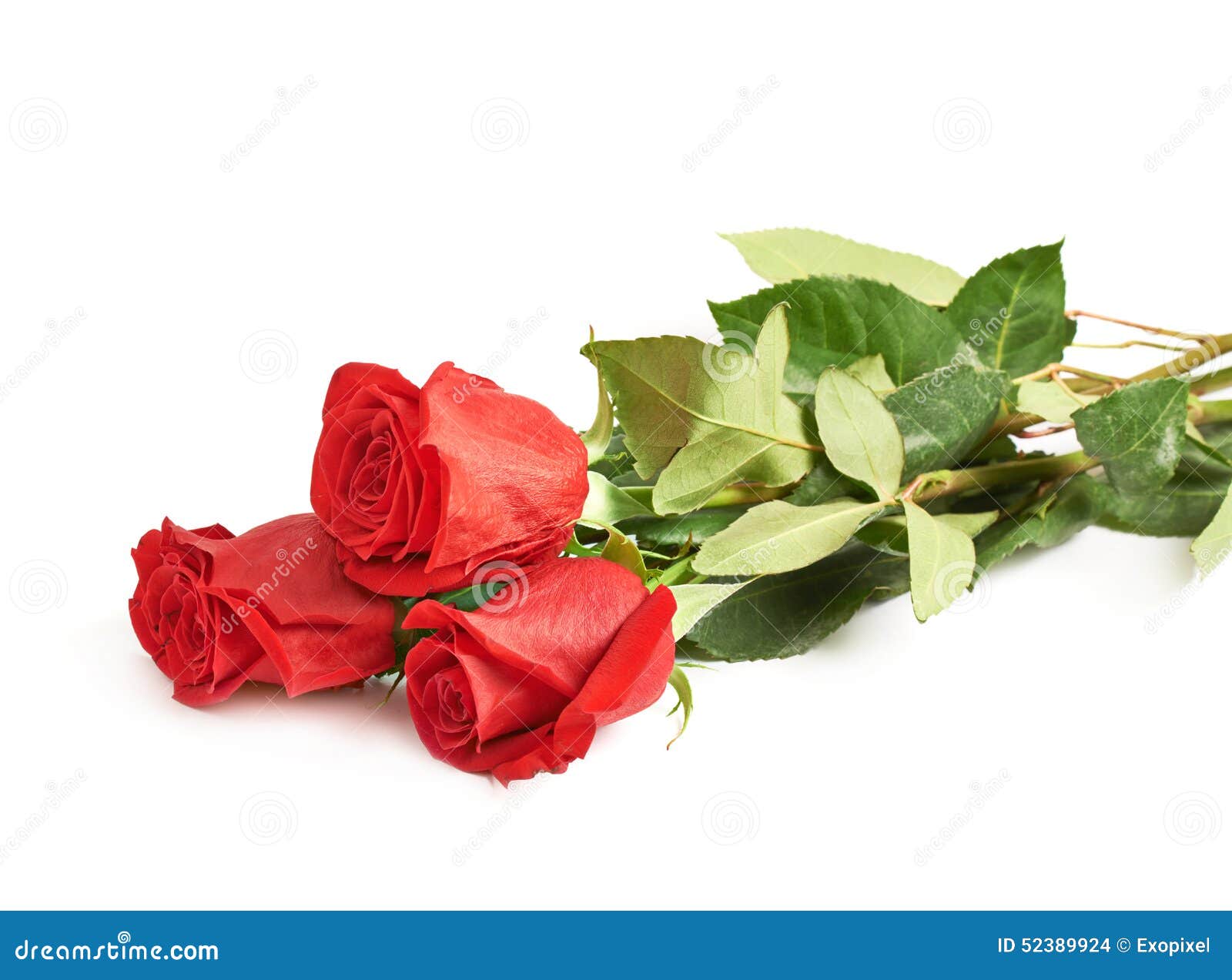 Three red roses isolated stock photo. Image of flower - 52389924