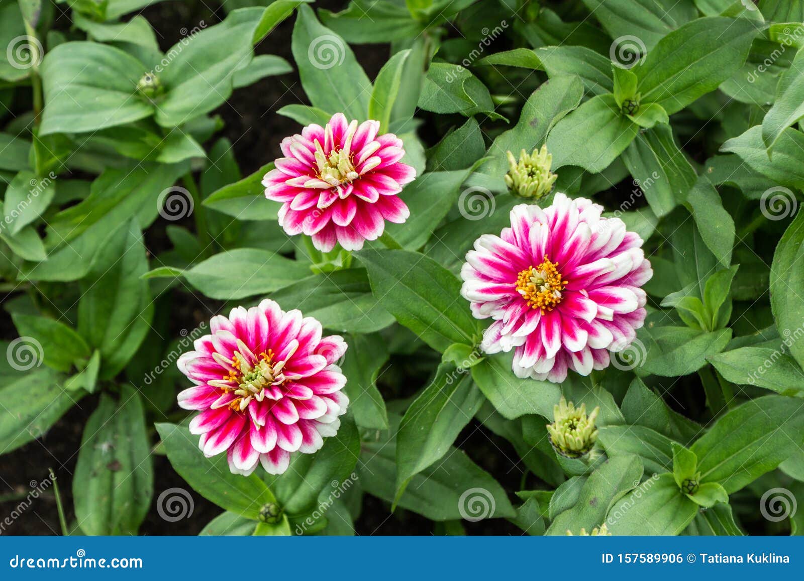 three red and white and yellow zinnia elegans flowers with bud and green leaves in a park in summer