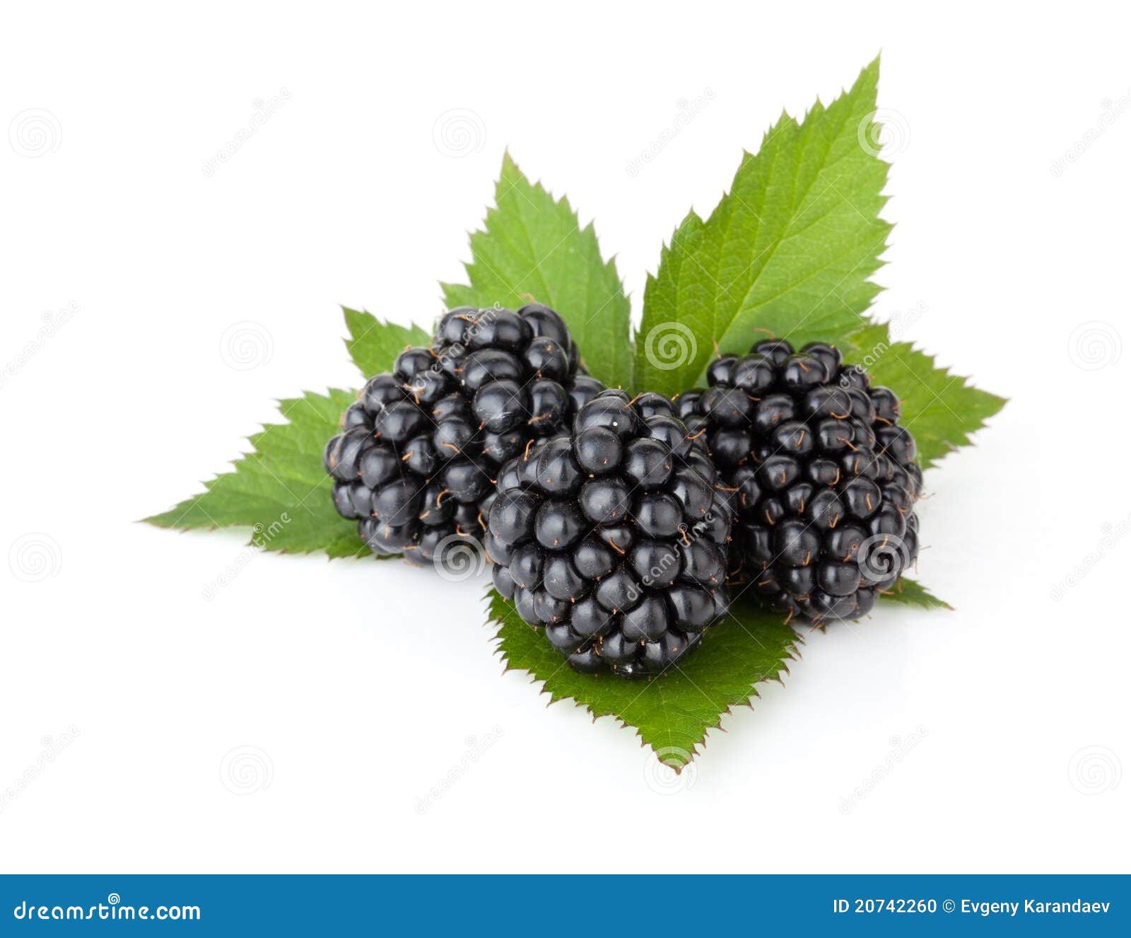 Three Ripe Blackberries with Leaves Stock Photo Image of gourmet