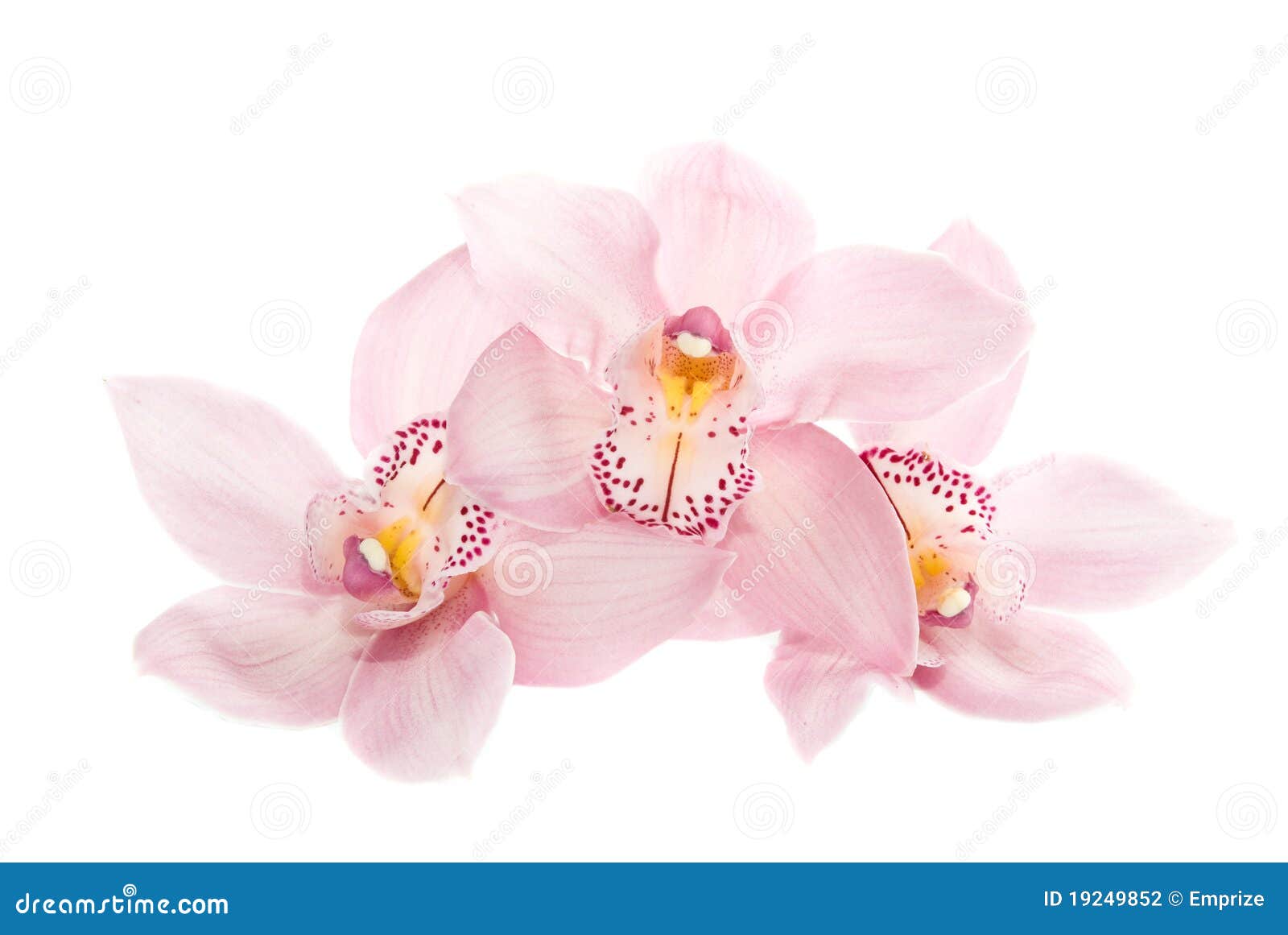 three rosy orchids  on white background