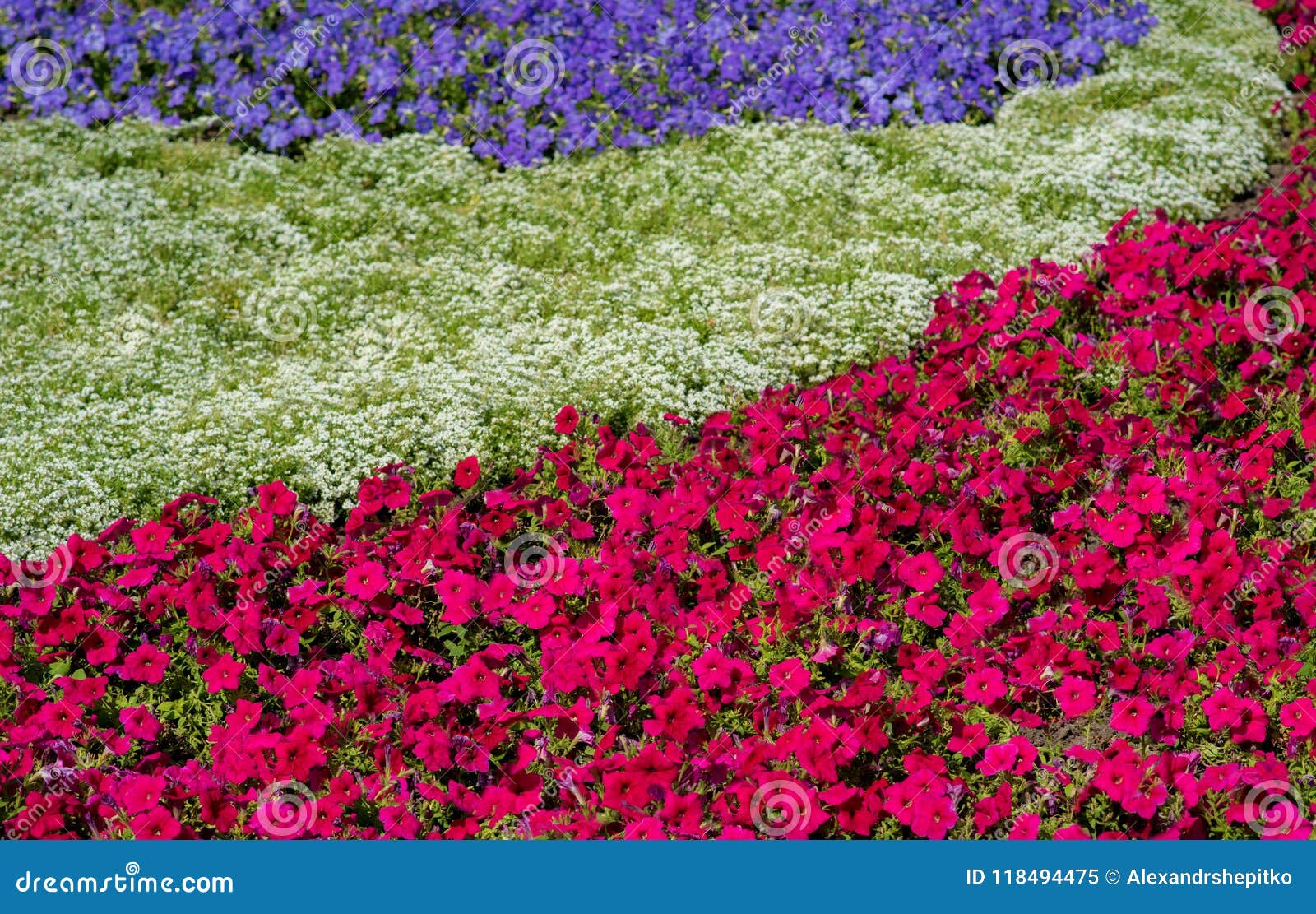 Flower Bed Red White And Blue Flowers Background Of