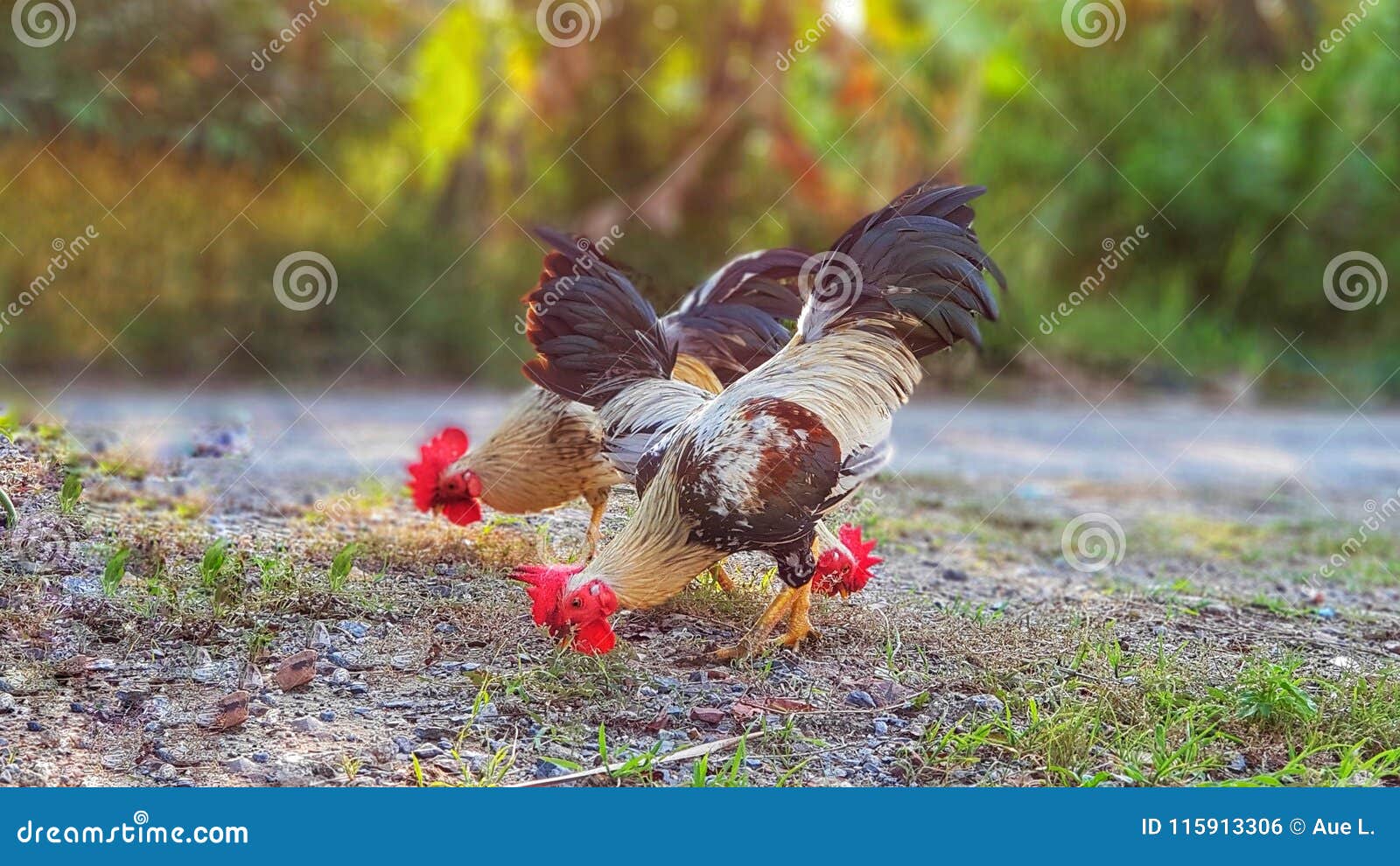 three rummaging find for their food on ground.