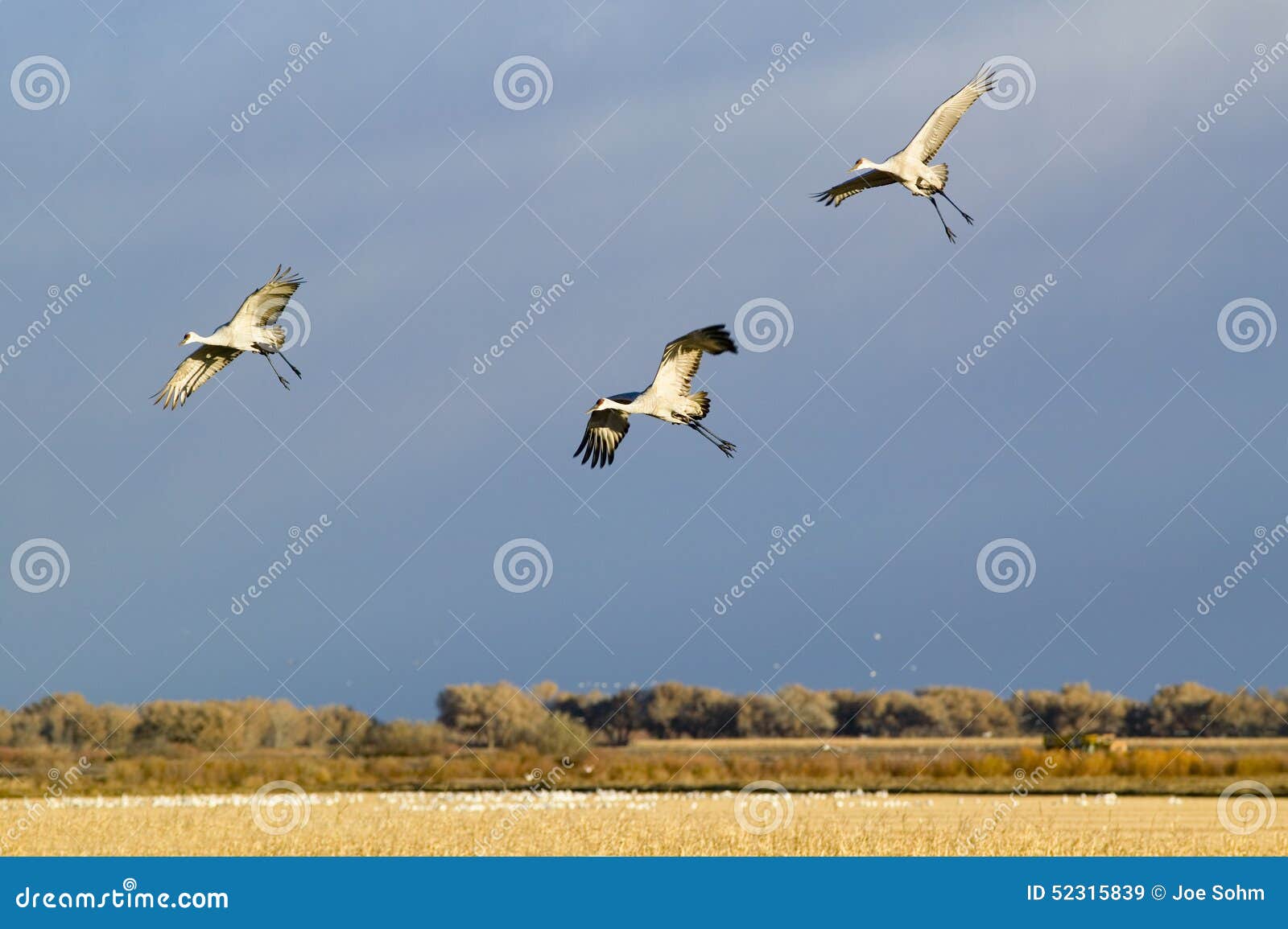 three sandhill cranes fly over the bosque del apache national wildlife refuge at sunrise, near san antonio and socorro, new mexico