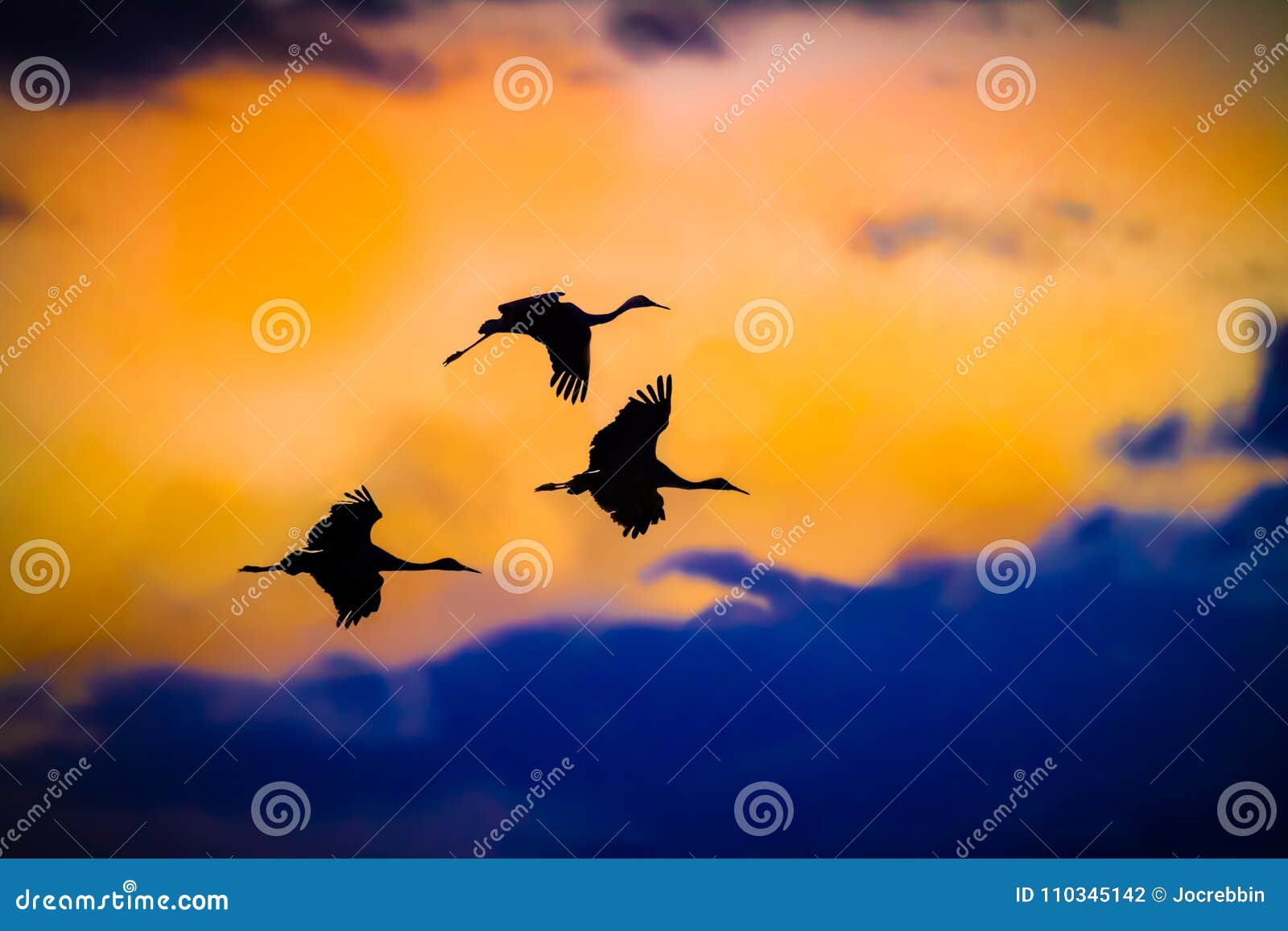 three sandhill cranes fly in silhouette against sunset sky in bosque, new mexico