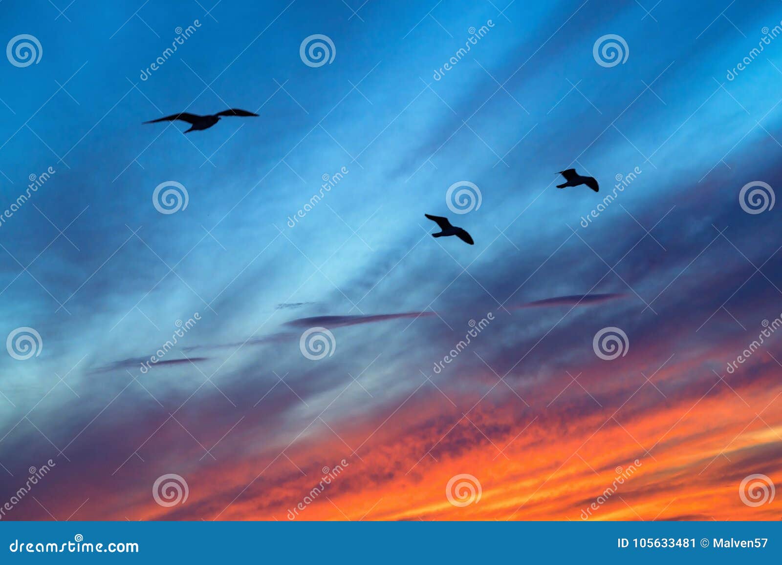 Seagulls in the Night Sky on a Sunset Stock Image Image of evening