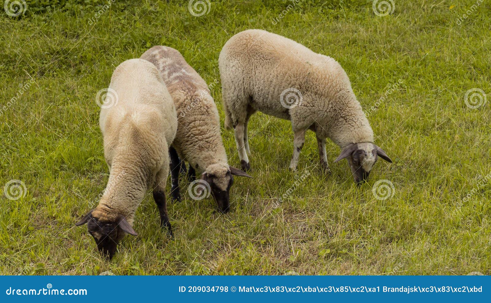 Three Sheep Graze in the Open Pasture and Mow the Grass Stock Photo