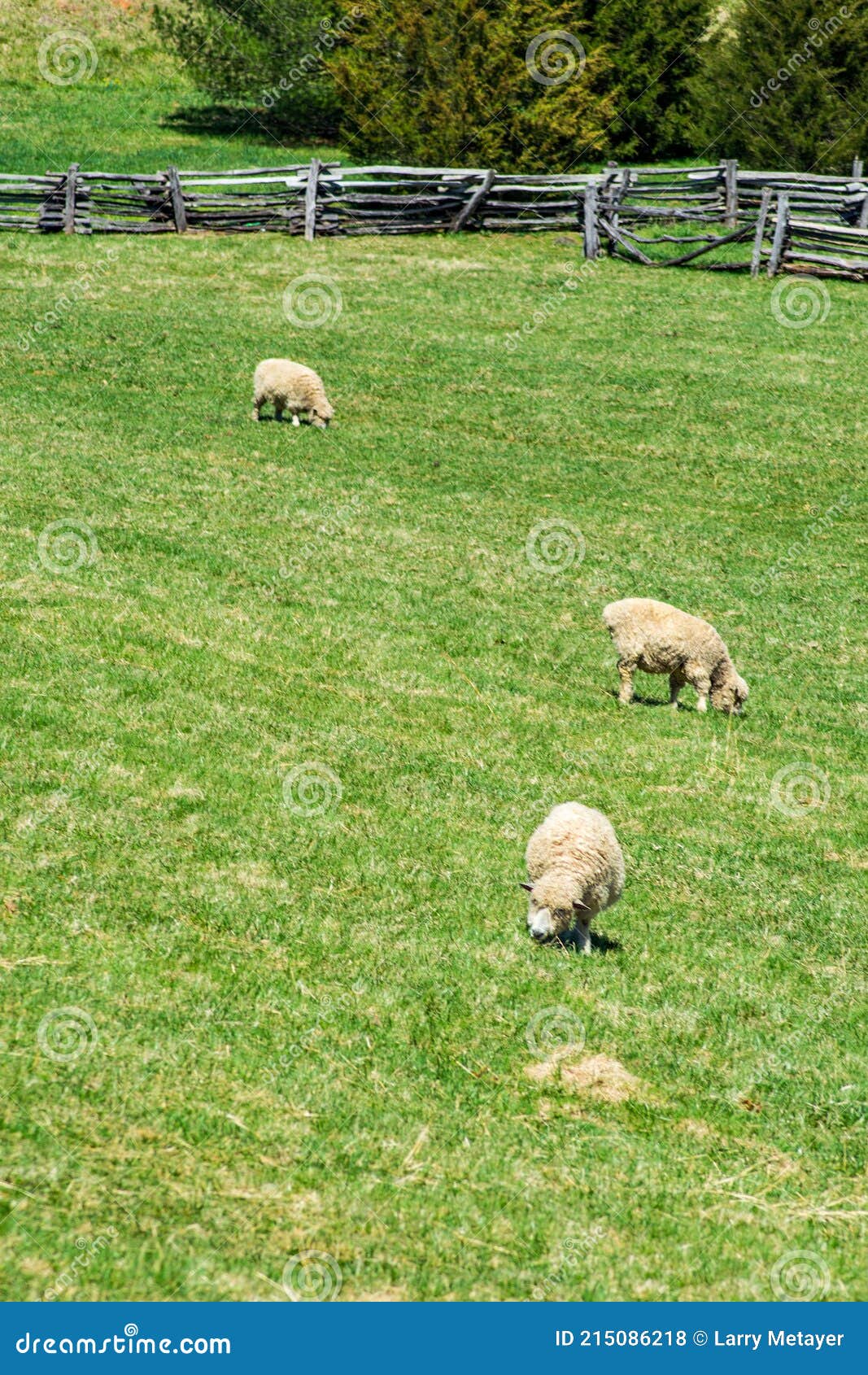 three sheep grazing on the grounds of booker t. washington national monument