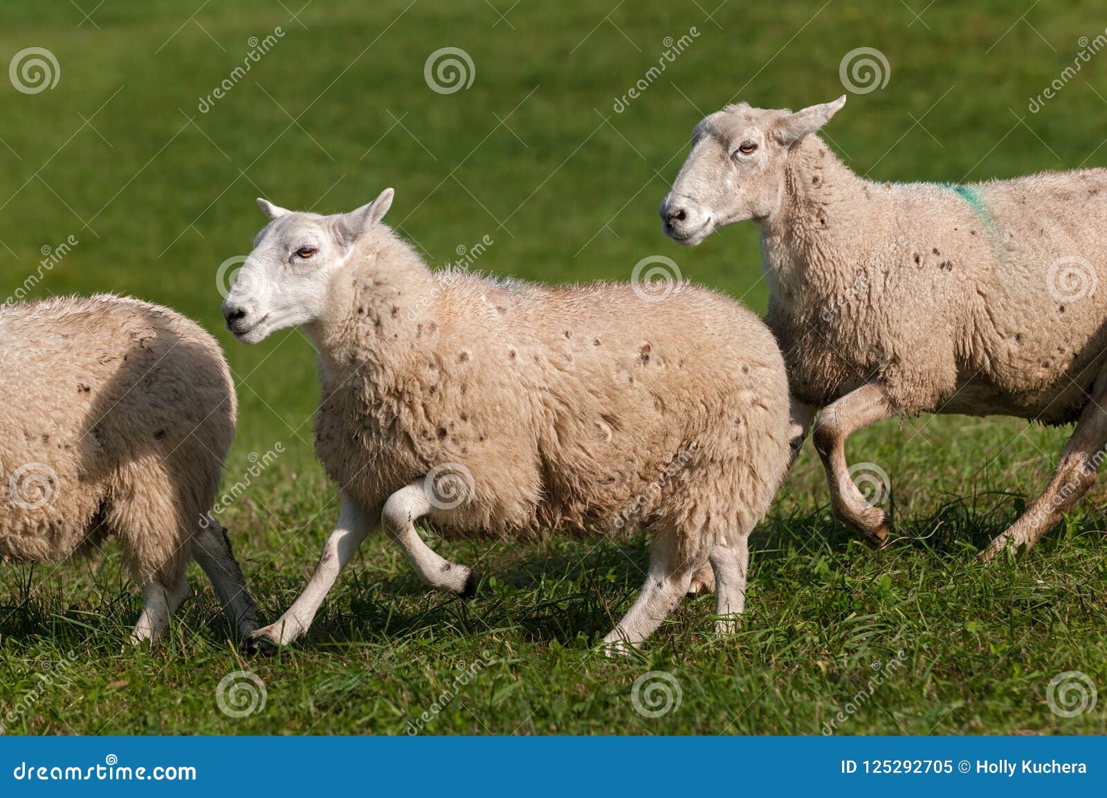 three sheep ovis aries run left