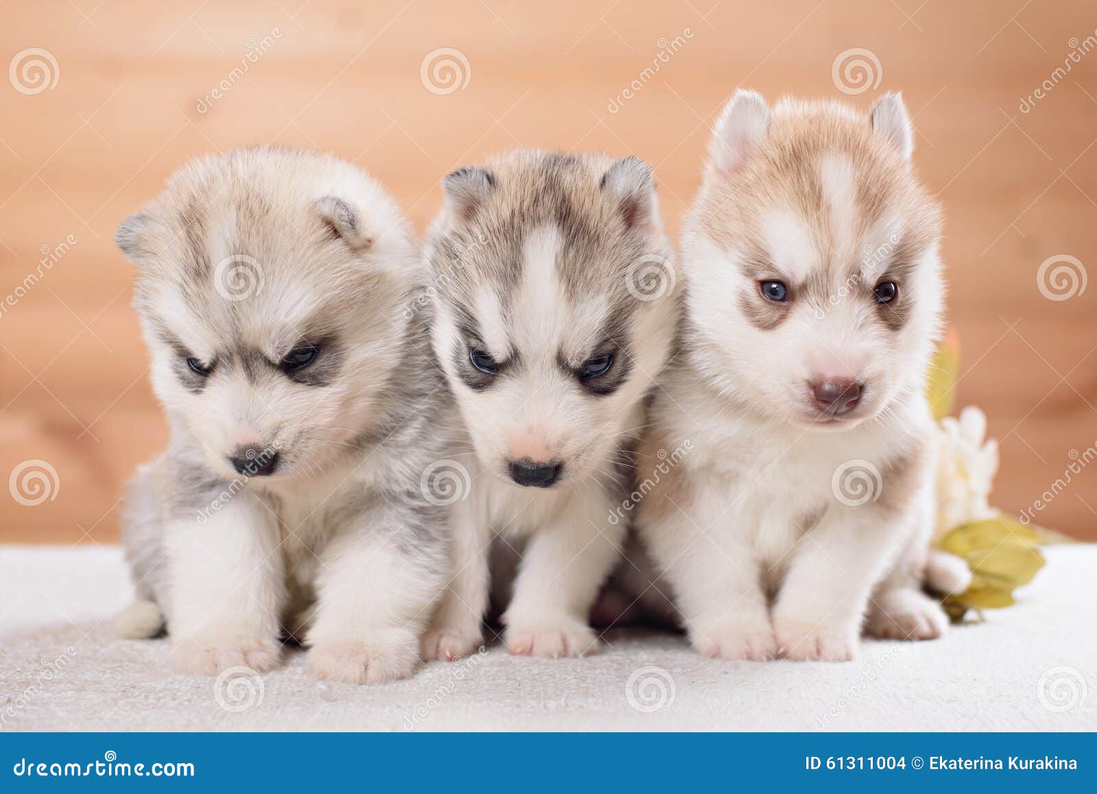 Three Siberian Husky Puppies Stock Photo Image of game, freedom 61311004