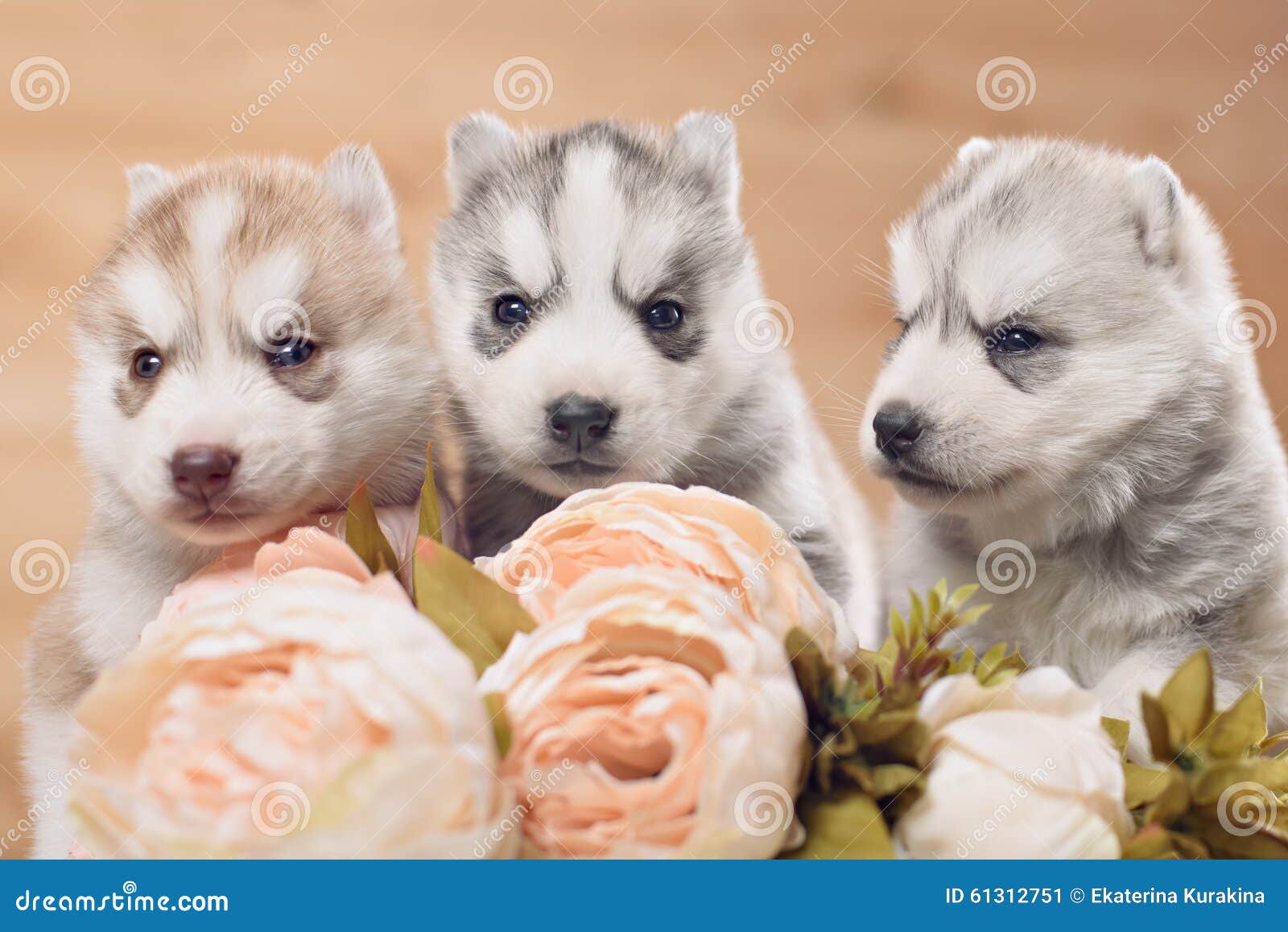 Three Siberian Husky Puppies Stock Image Image of gentle, gold 61312751