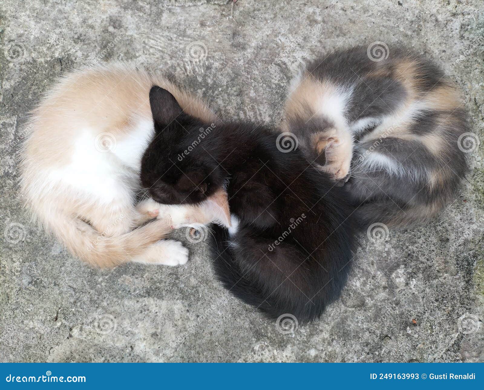 Sleeping Kittens on the Floor Stock Image Image of snout, whiskers