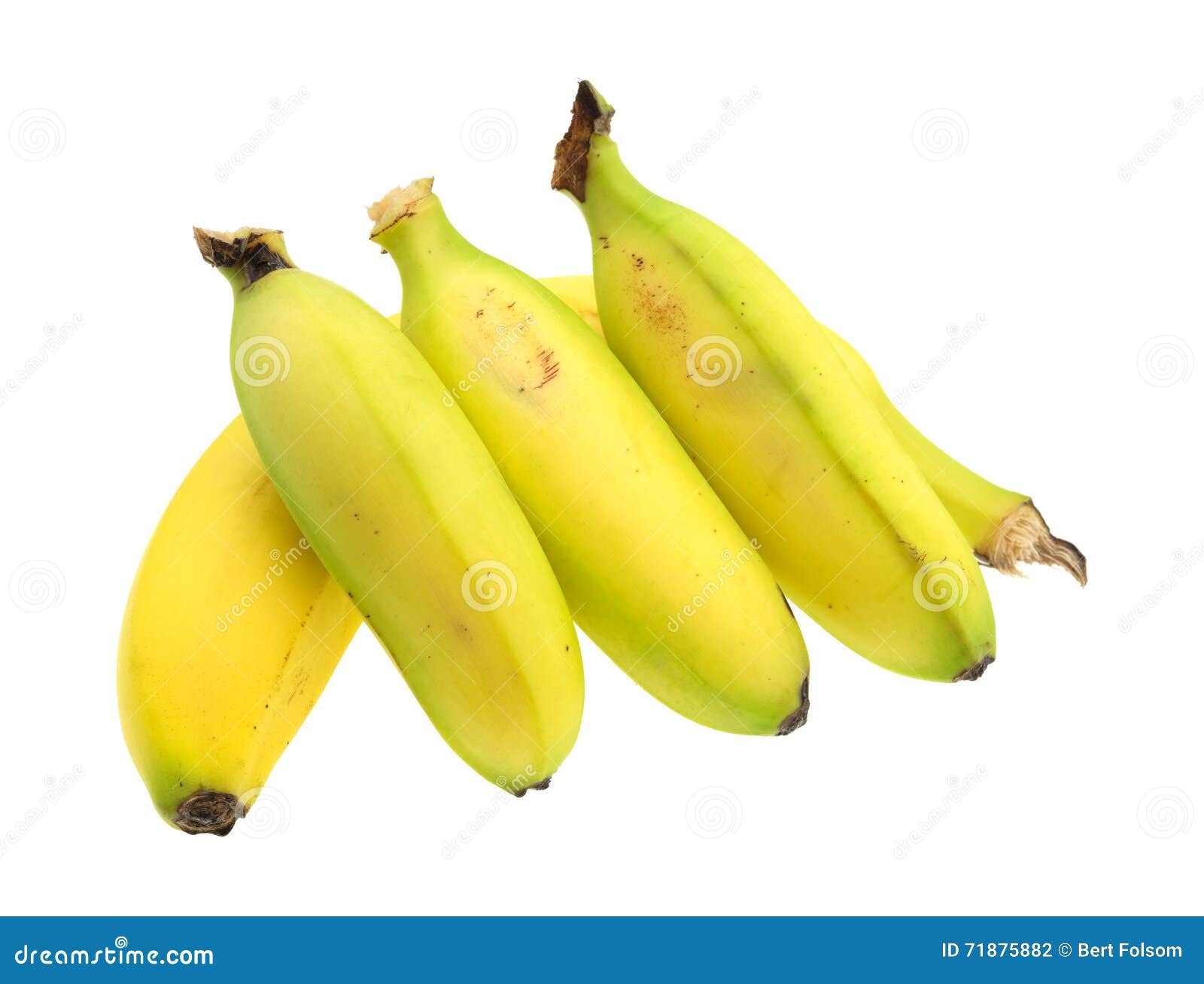 Three Small Bananas on a Regular Size Banana Stock Photo Image of