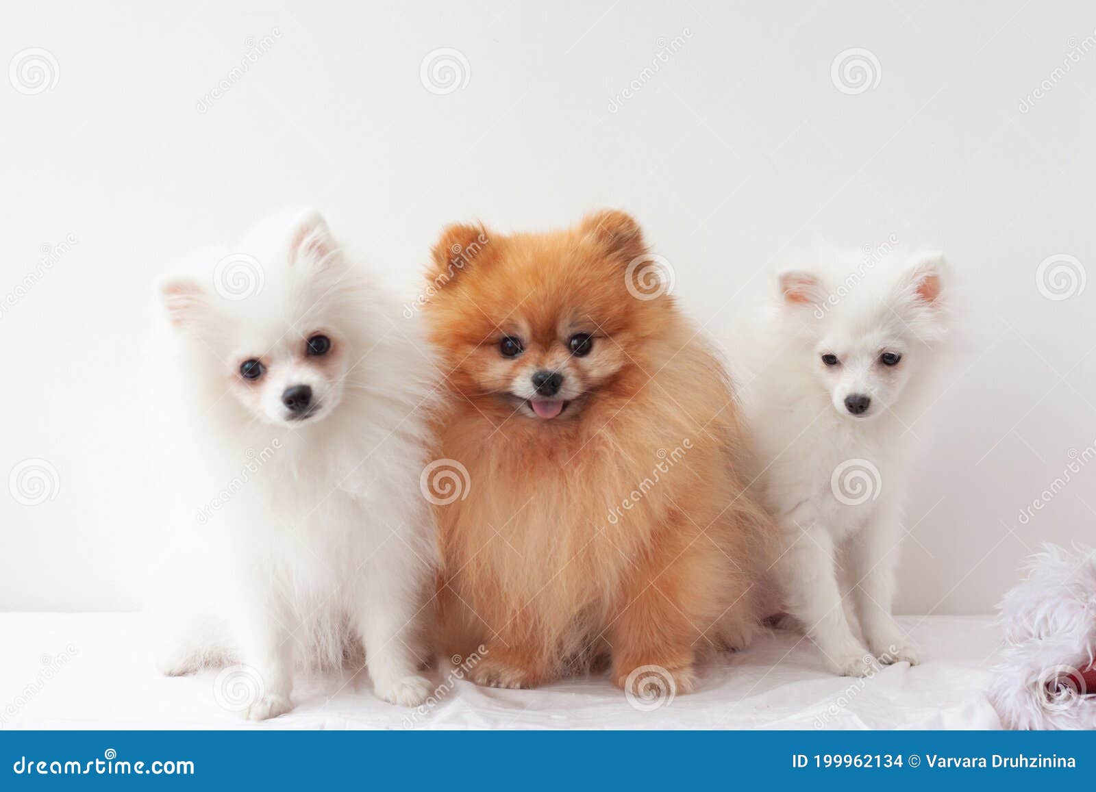 Three Small Dogs on a White Background, One Adult Pomeranian Fluffy, Orange  Color and Two White Pomeranian Puppies Stock Photo - Image of notes, puppy:  199962134