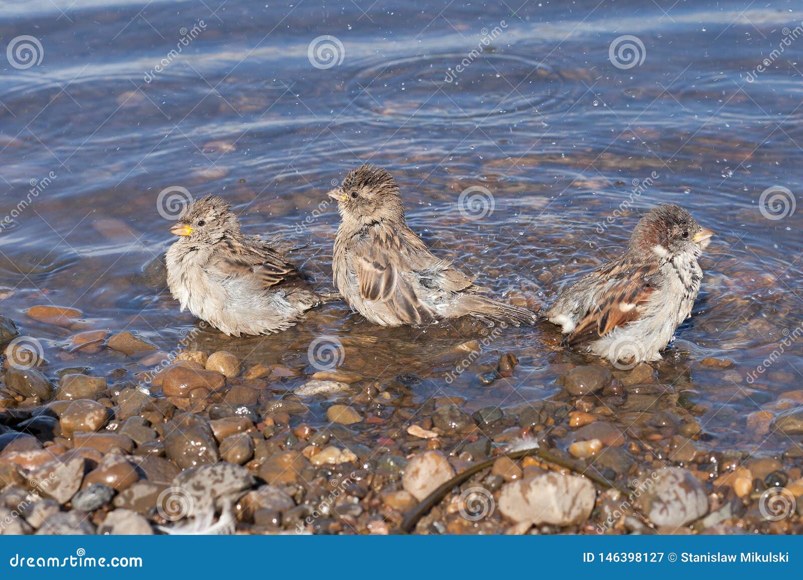 Three Sparrows Bathe in the River Stock Image Image of sand, songbird
