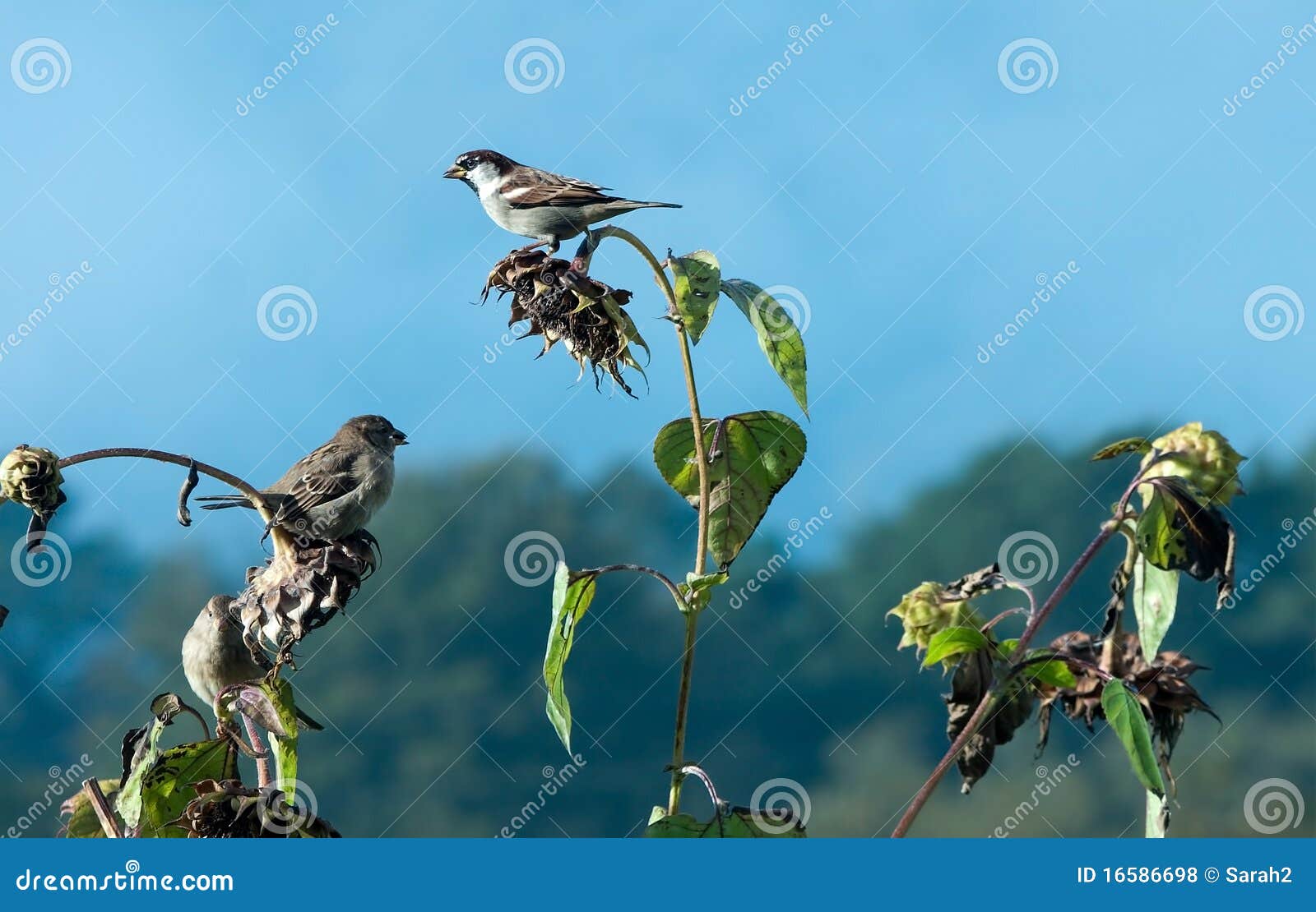 Three Sparrows Feasting on Sunflower Seeds Stock Photo Image of