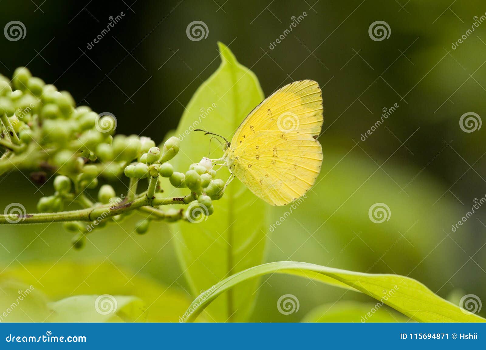 three spot grass yellow eurema blanda snelleni butterfly