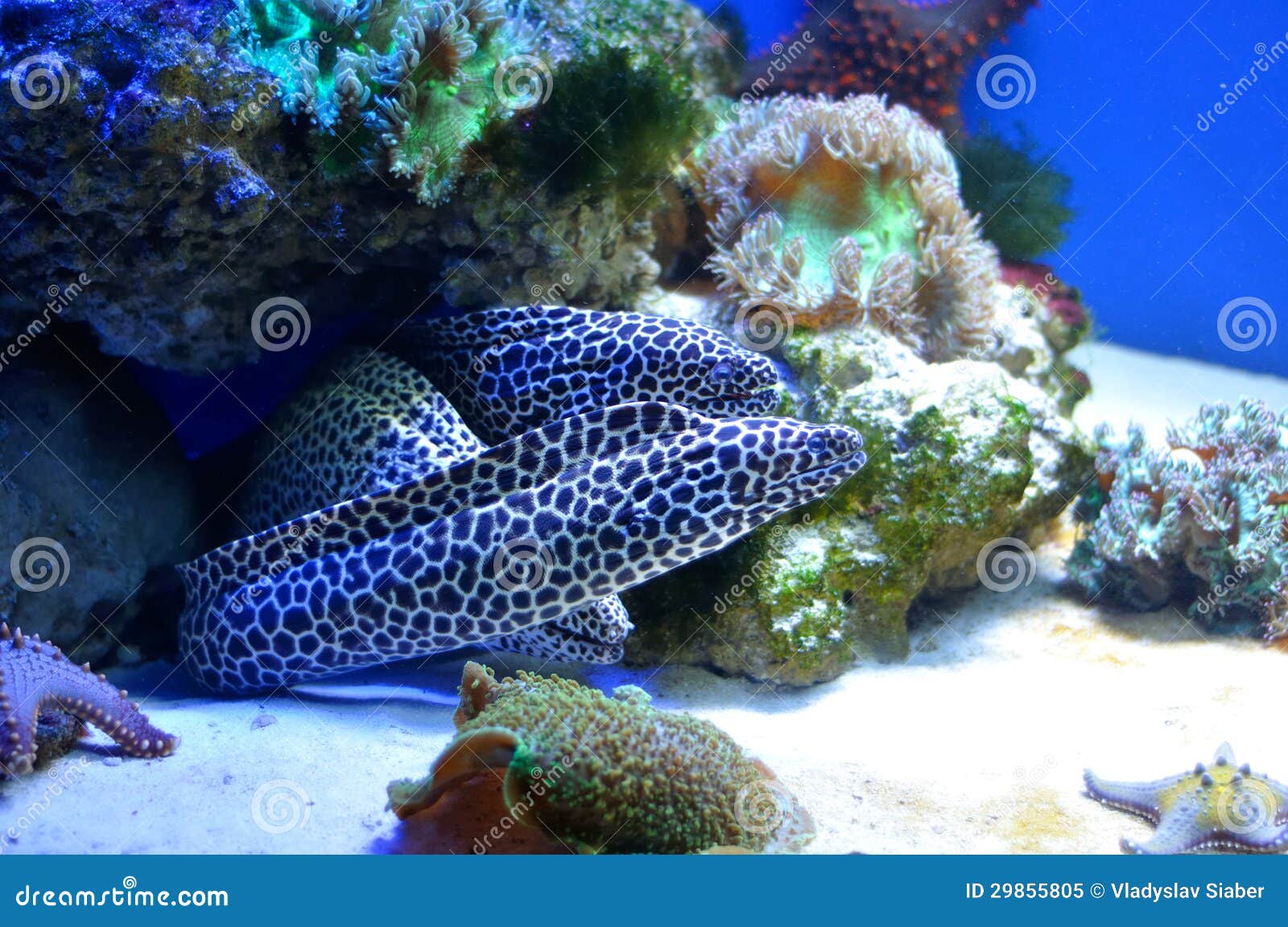 Family Of Spotted Morays Family Of Spotted Morays Stock Image Image Of World