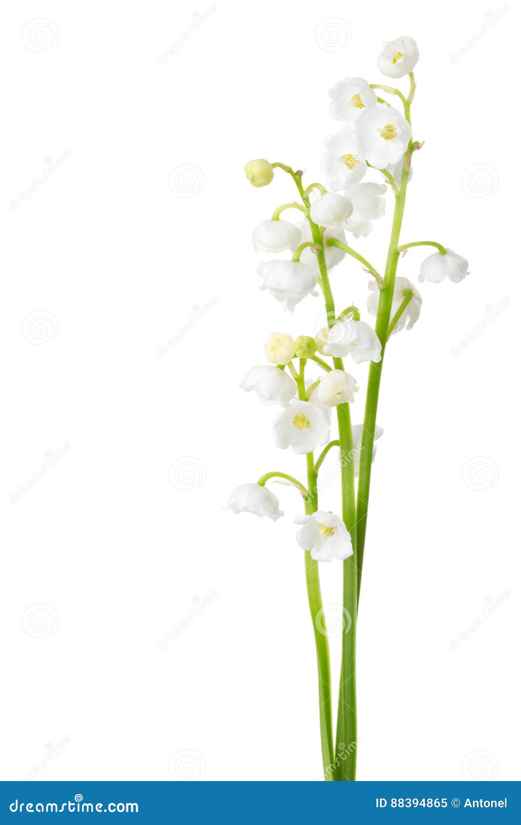 three sprigs of lily of the valley.