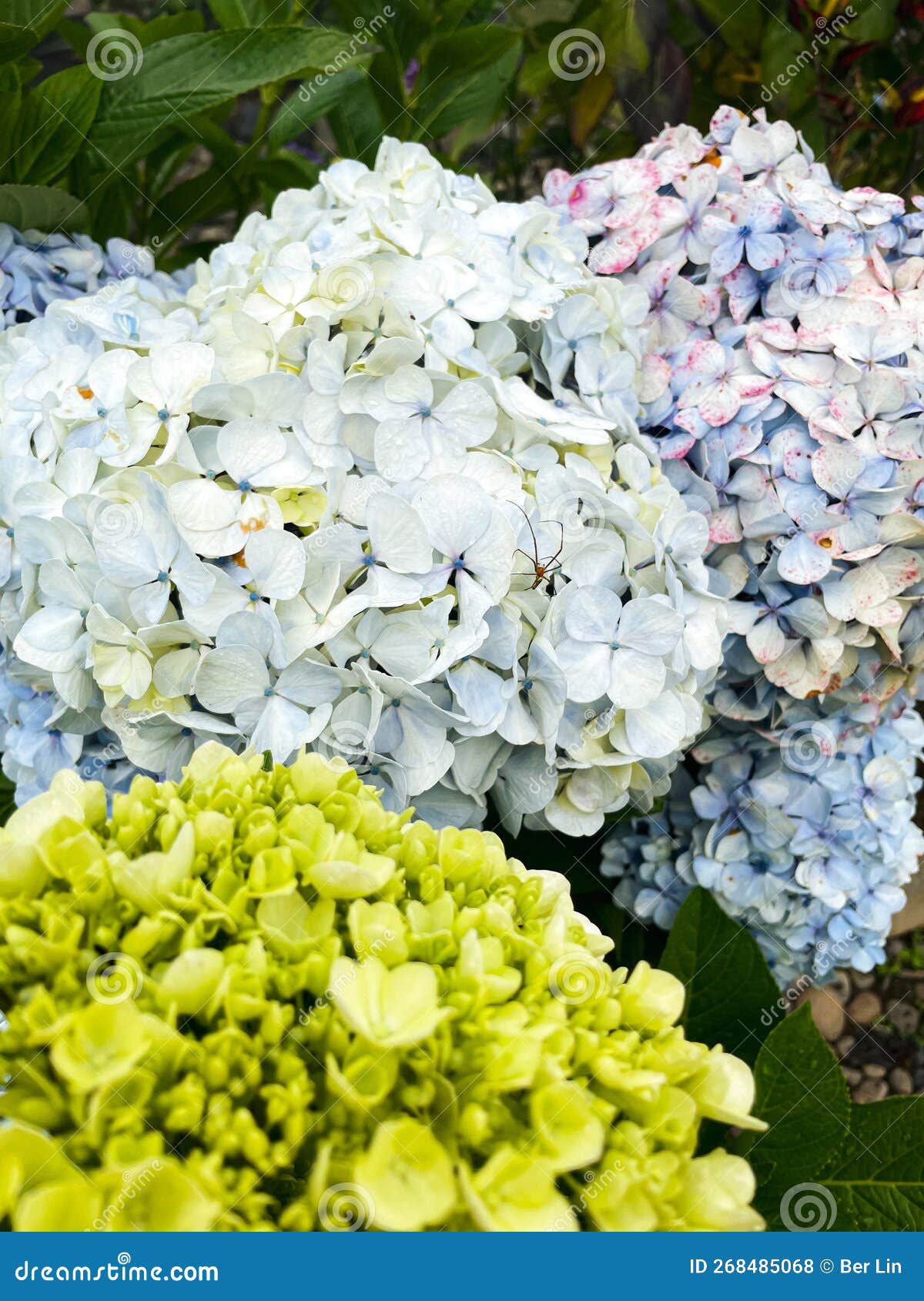 Three Stages of Hydrangea Growth in One Frame Stock Photo Image of
