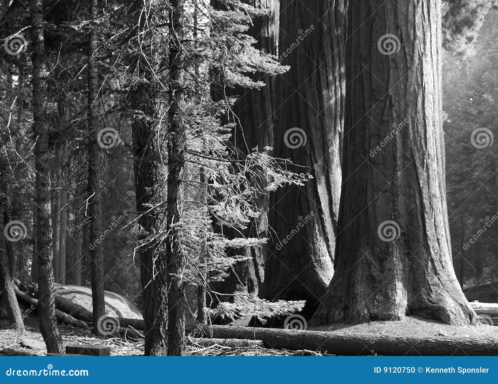 Three stalwart sequoias stock photo. Image of pines, horizontal 9120750