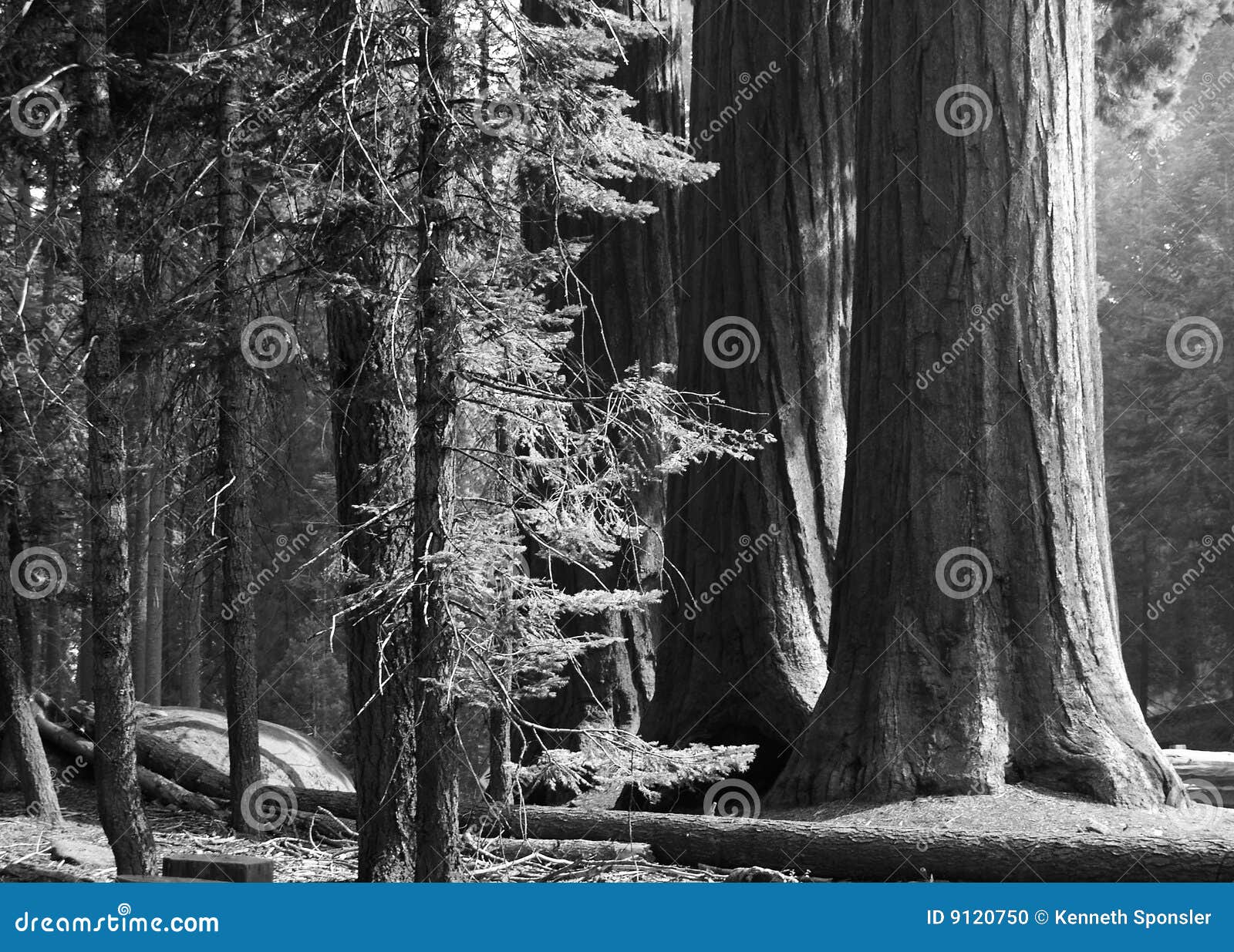 three stalwart sequoias