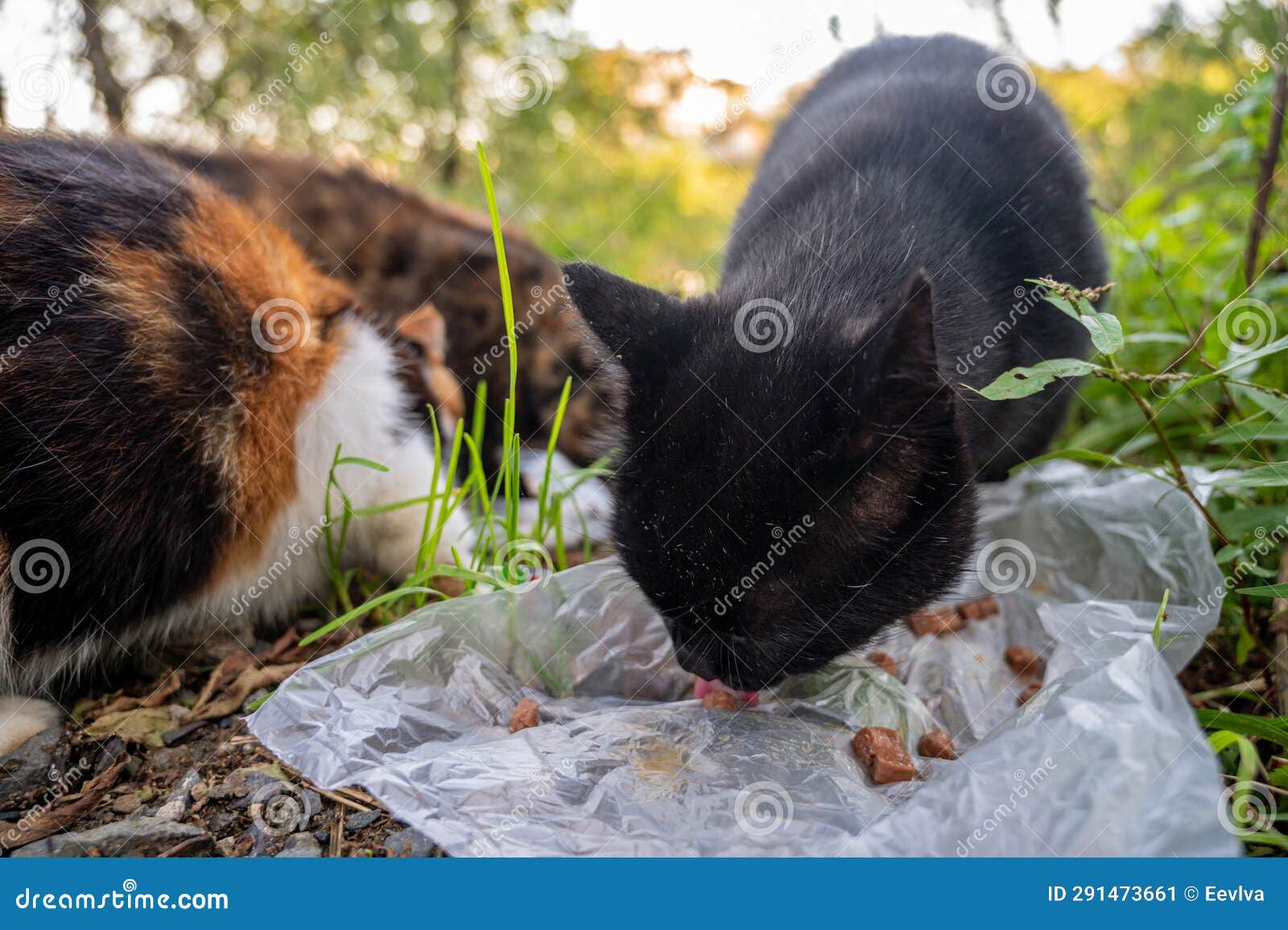 Three Stray Cats Eats Food. Stock Image Image of fauna, food 291473661