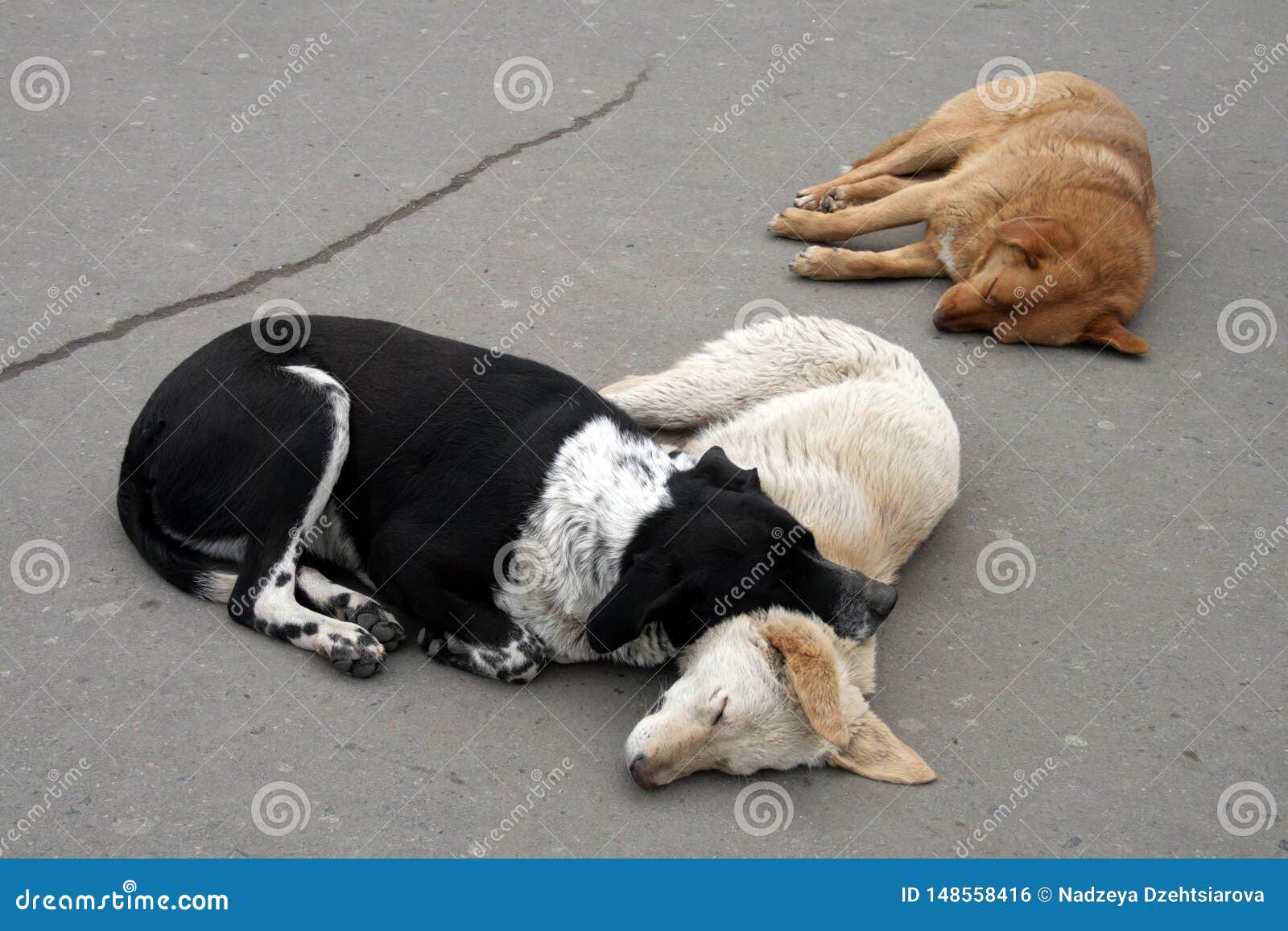 Three stray dogs sleep stock photo. Image of sleeping 148558416