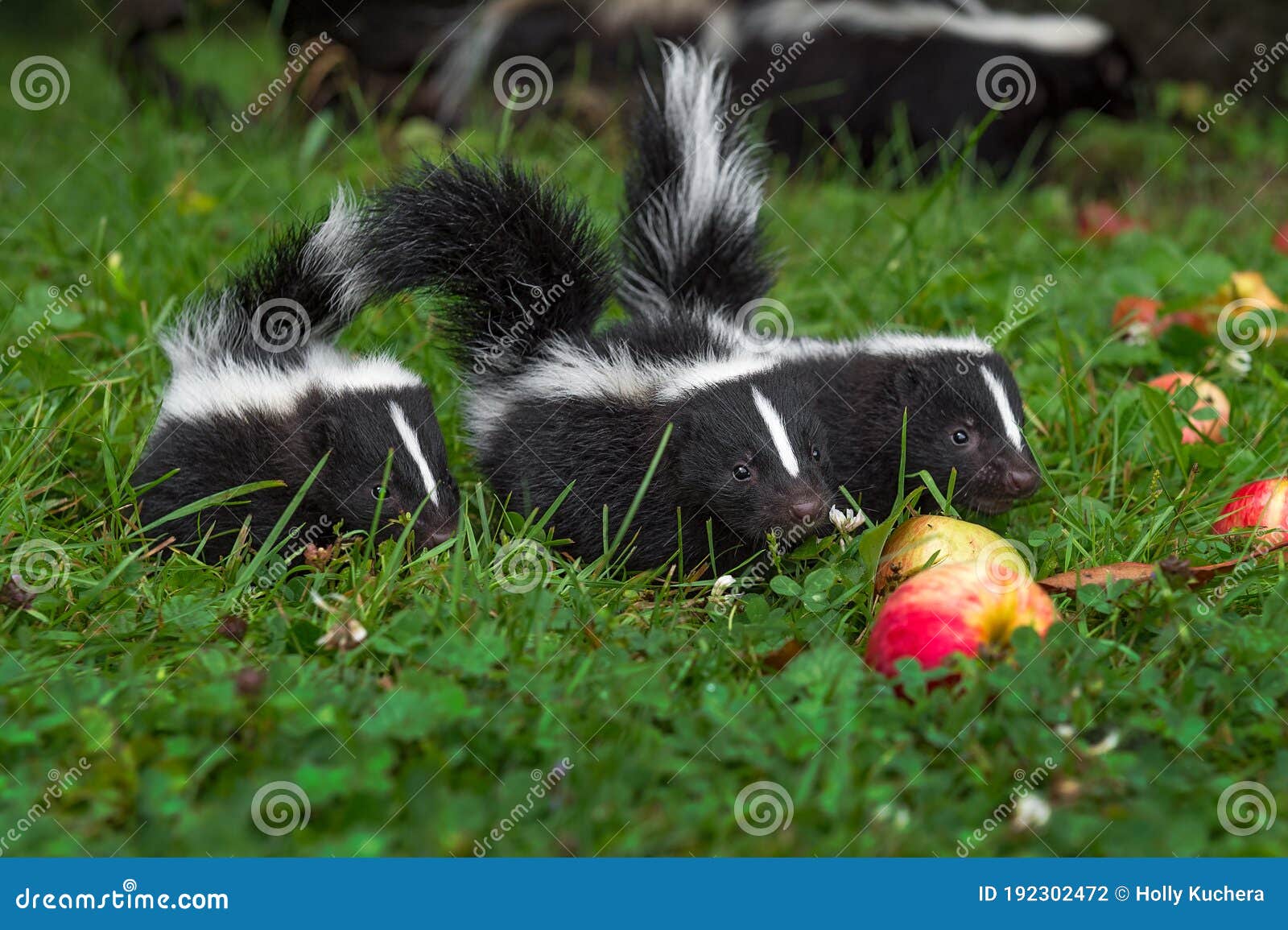 Mother Skunk With Litter Of Newborns RoyaltyFree Stock Photo