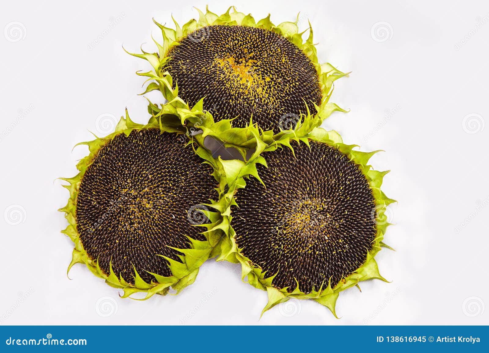 Three Sunflowers with Ripe Seeds Isolated on White Background. Stock ...