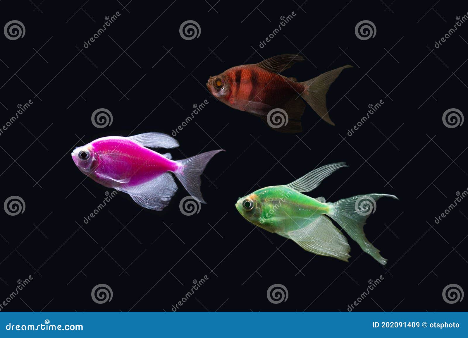 different tetra fish
