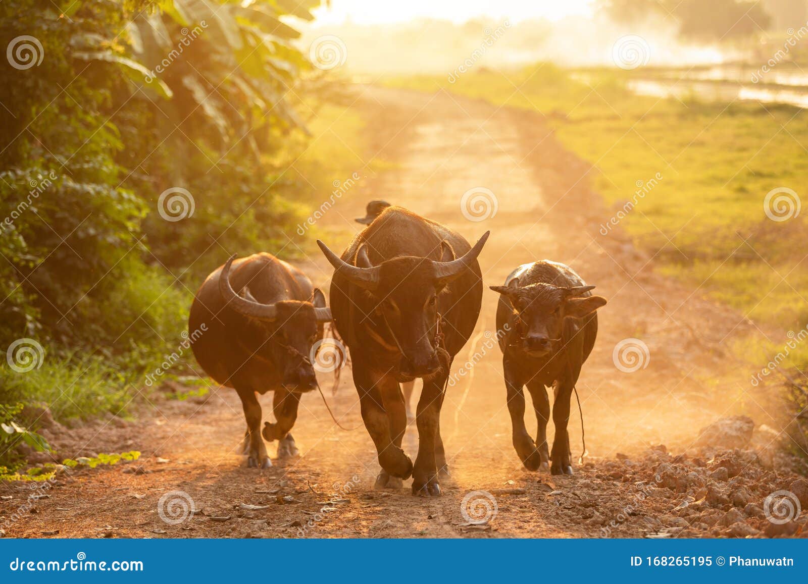 Thai Black Buffalo Walking on the Road at Countryside in Evening Stock Image Image of farmer: 168265195