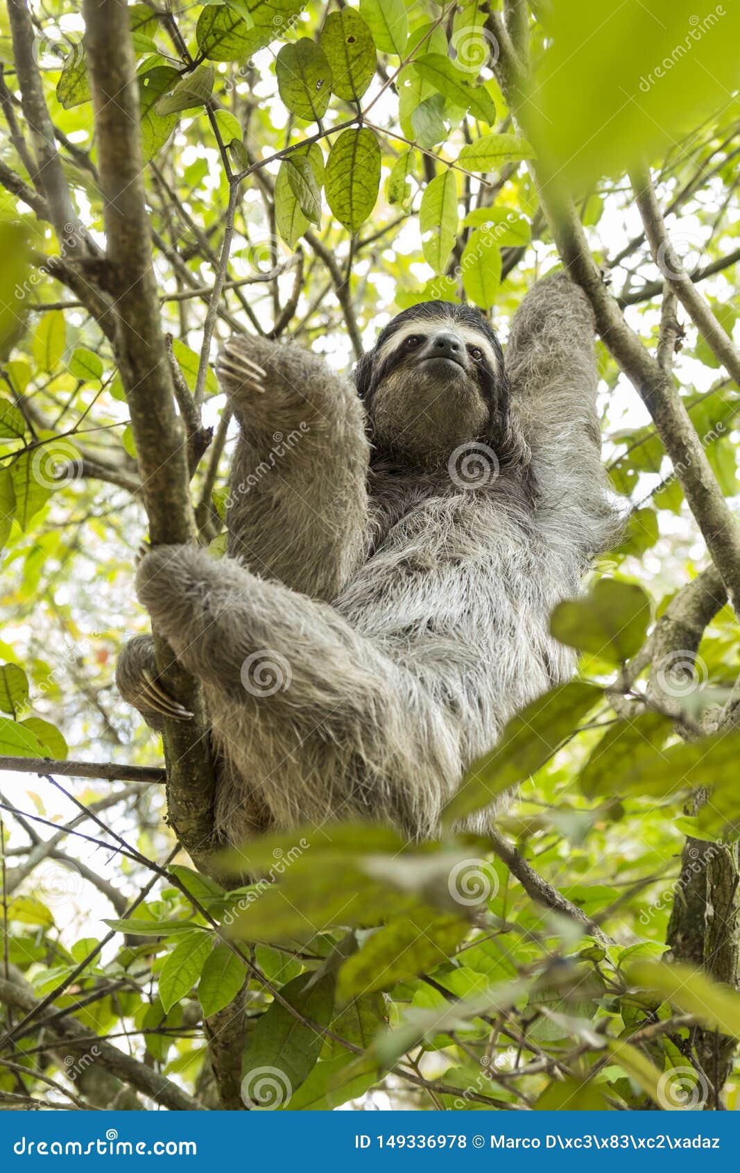 three-toed sloth in costa rica