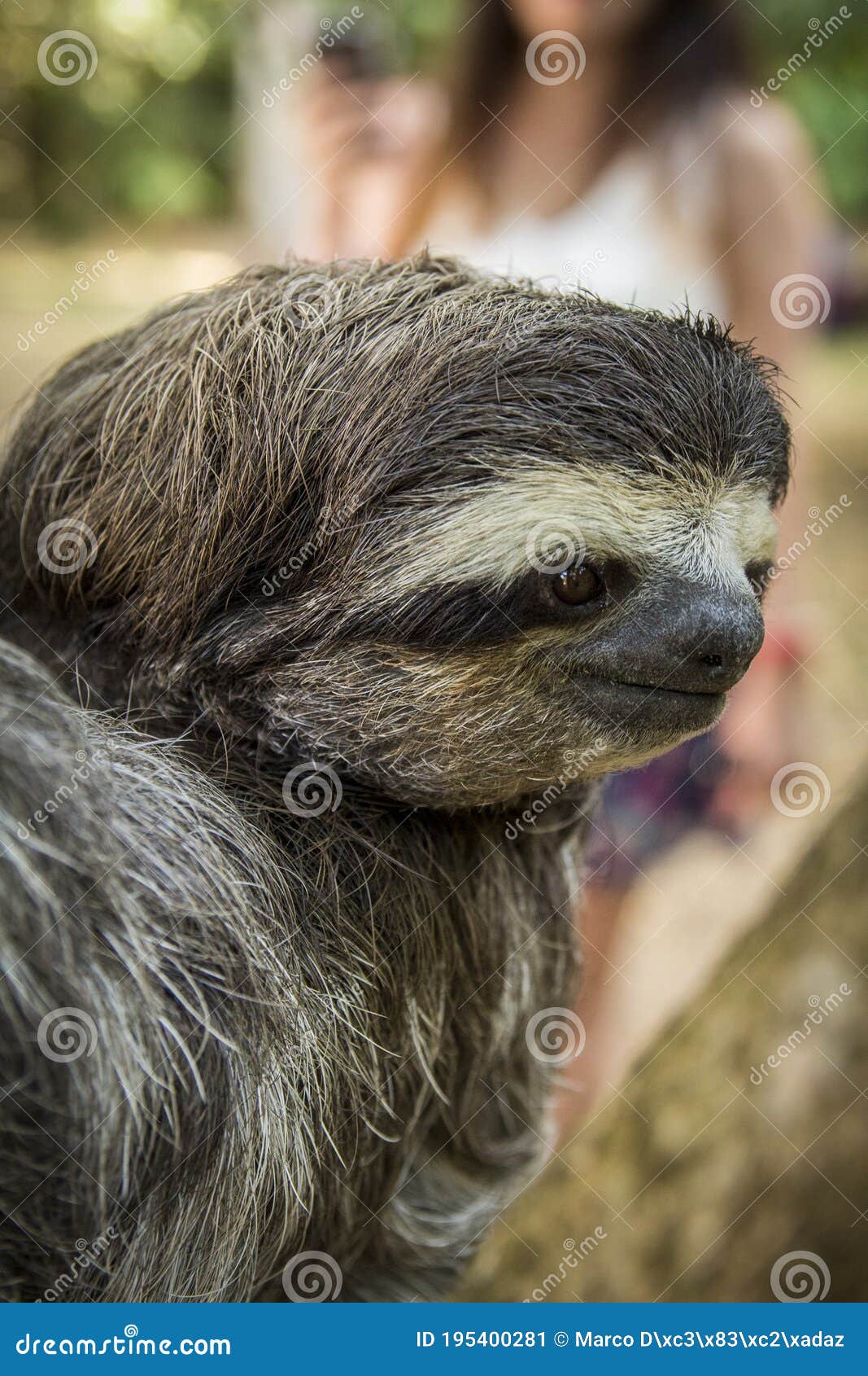 Three-toed Sloth in Costa Rica. Animal of the Tropical Forest. Oso Perezoso  Stock Image - Image of face, fauna: 195400281