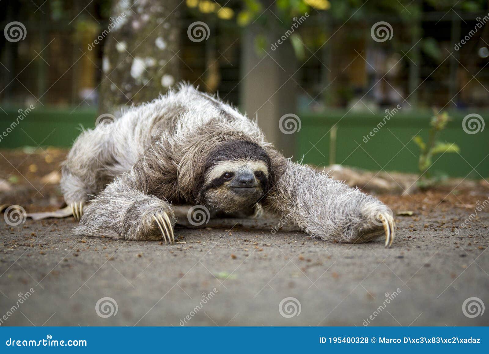 Three-toed Sloth in Costa Rica. Animal of the Tropical Forest. Oso Perezoso  Stock Photo - Image of animal, friendly: 195400328