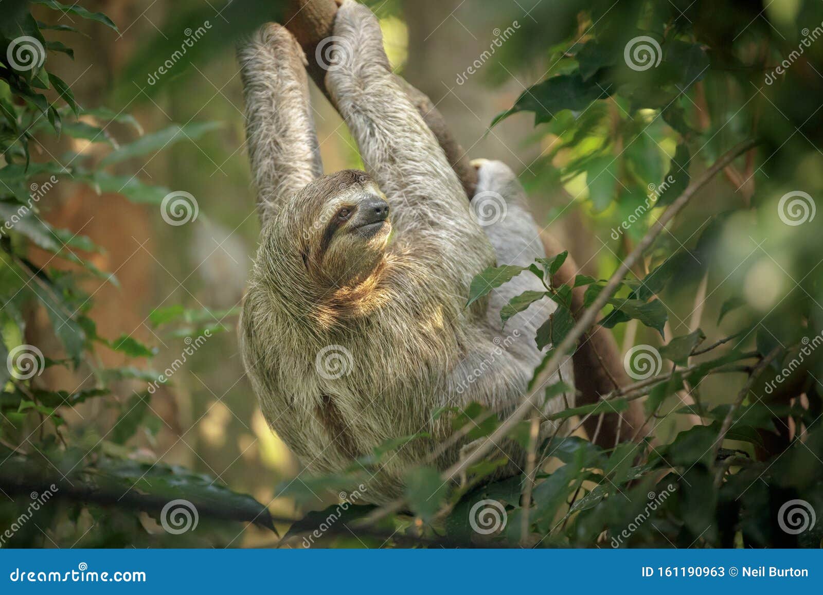 three-toed sloth in costa rica