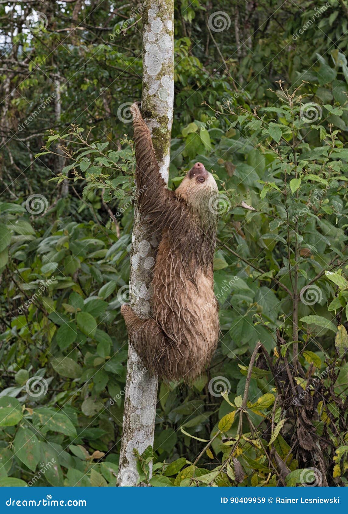 three-toed sloth at la fortuna, costa rica