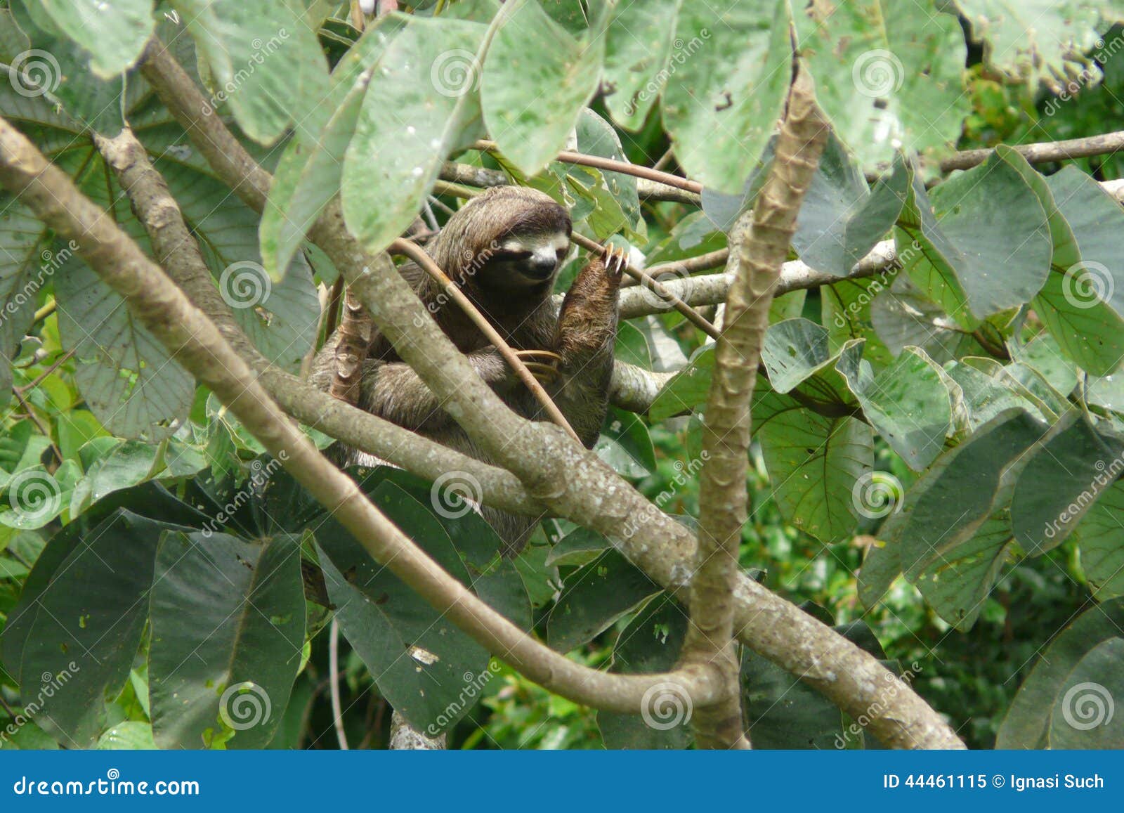 three toed sloth resting over a branch close to canopy tower lodge, panama