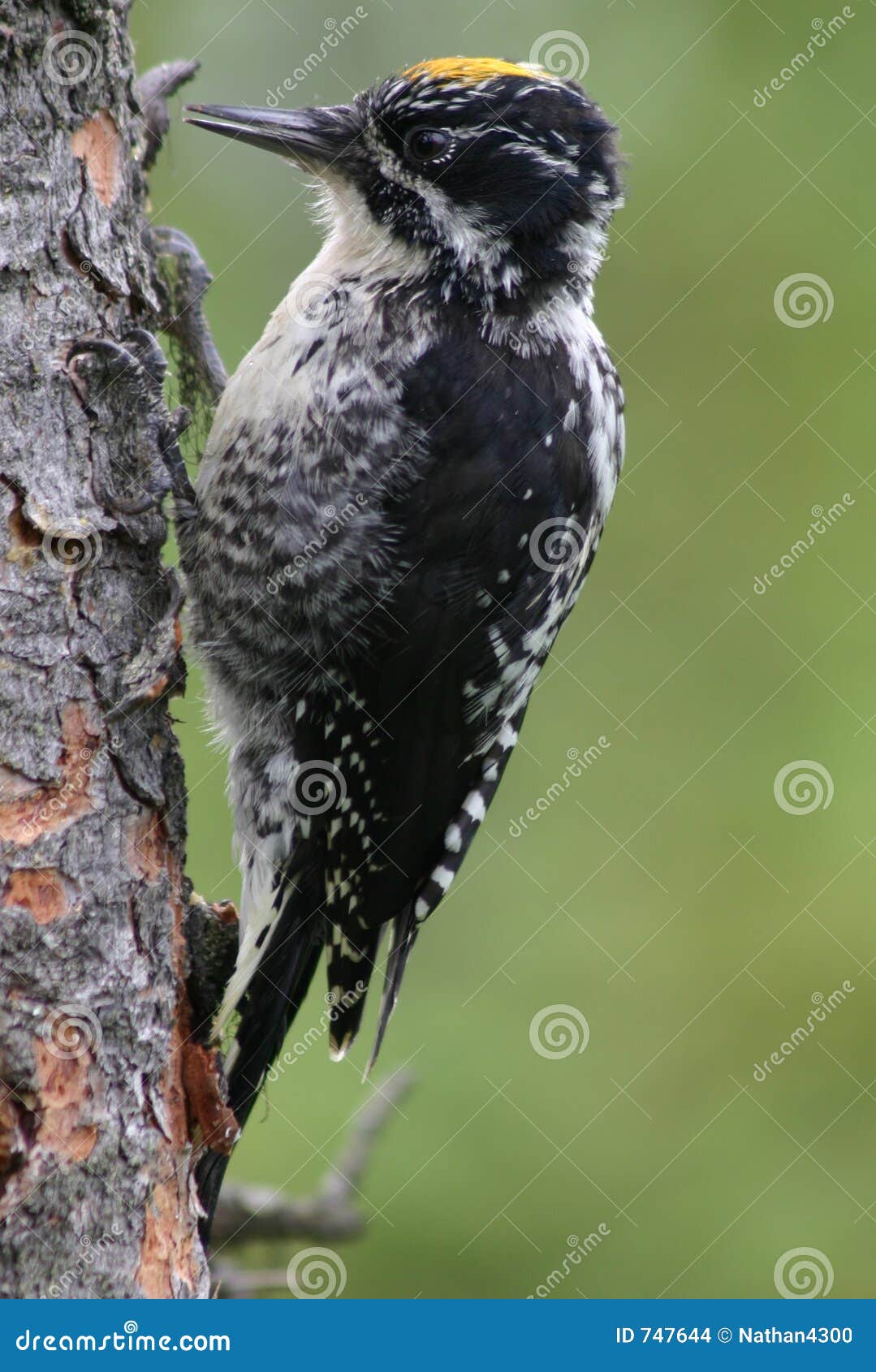 three-toed woodpecker