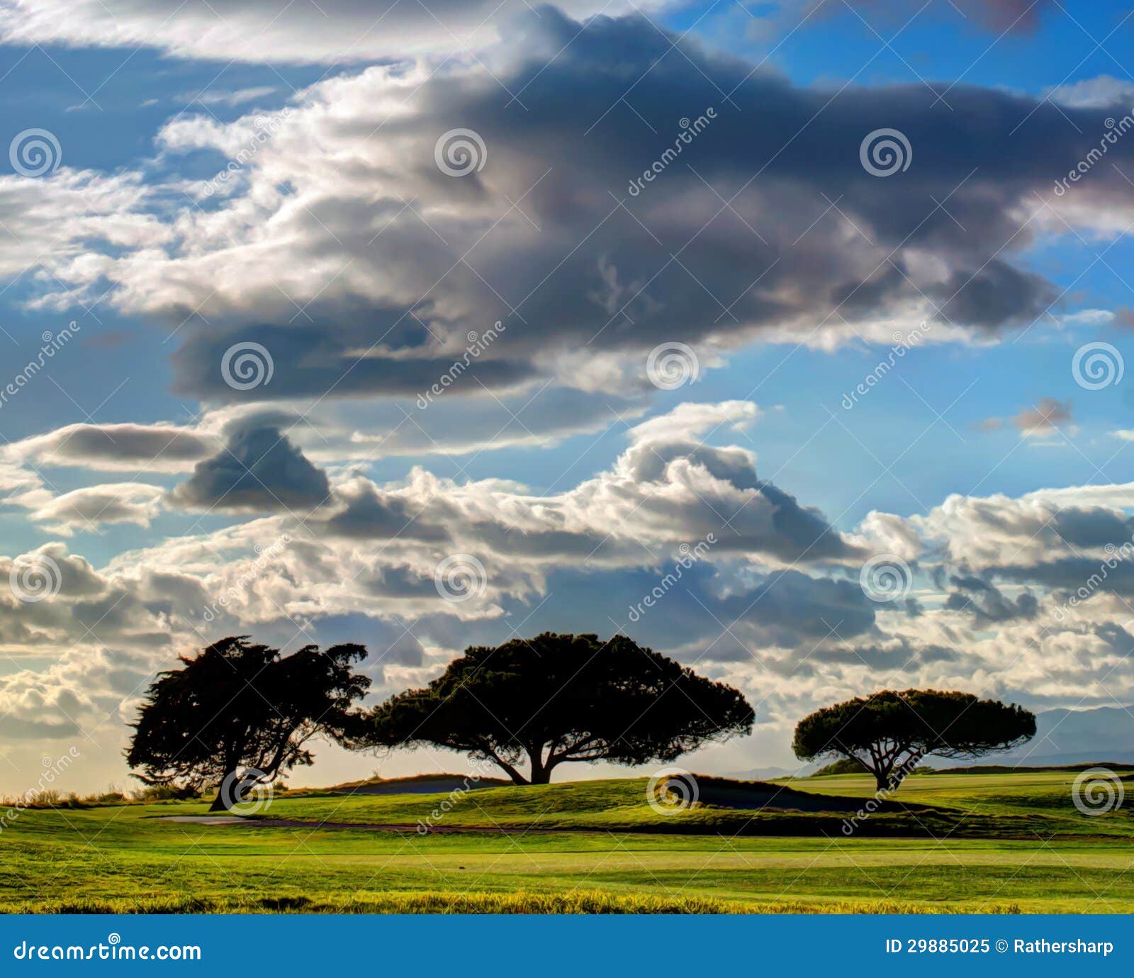 Three Trees on Golf Course stock image. Image of california 29885025