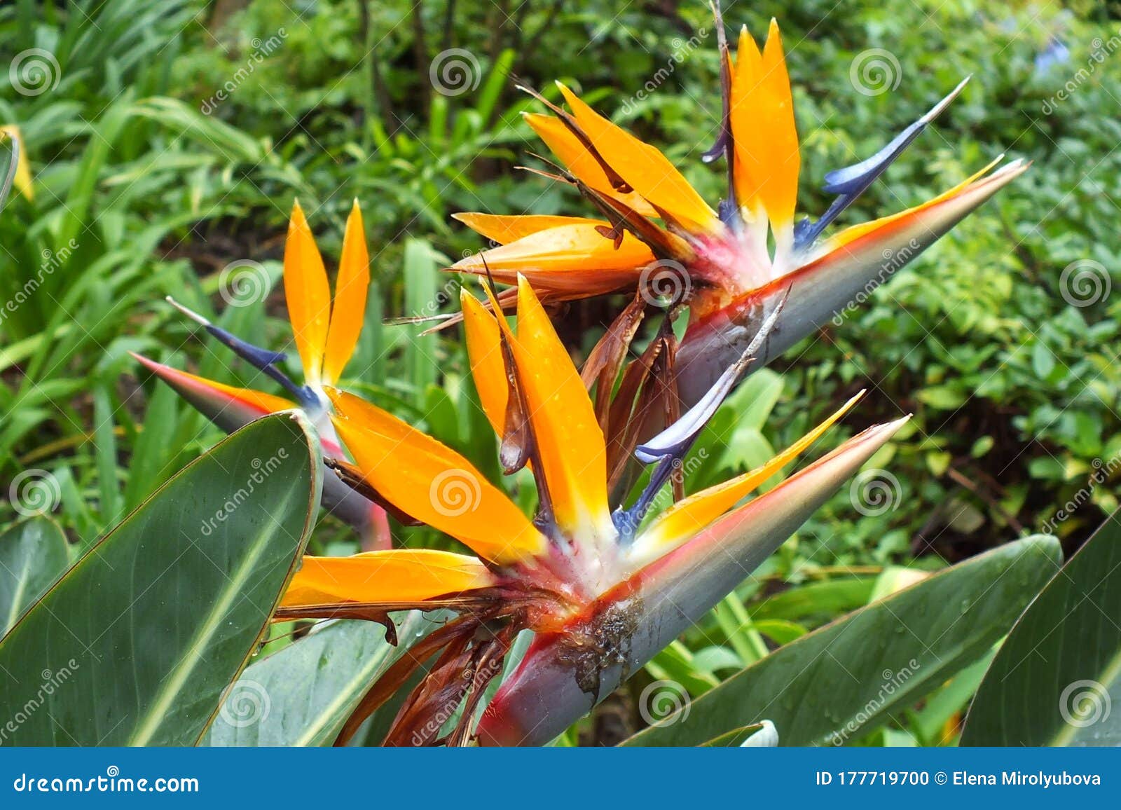 Til sandheden Zealot kor Estrelicia tropical flower stock photo. Image of nature - 177719700