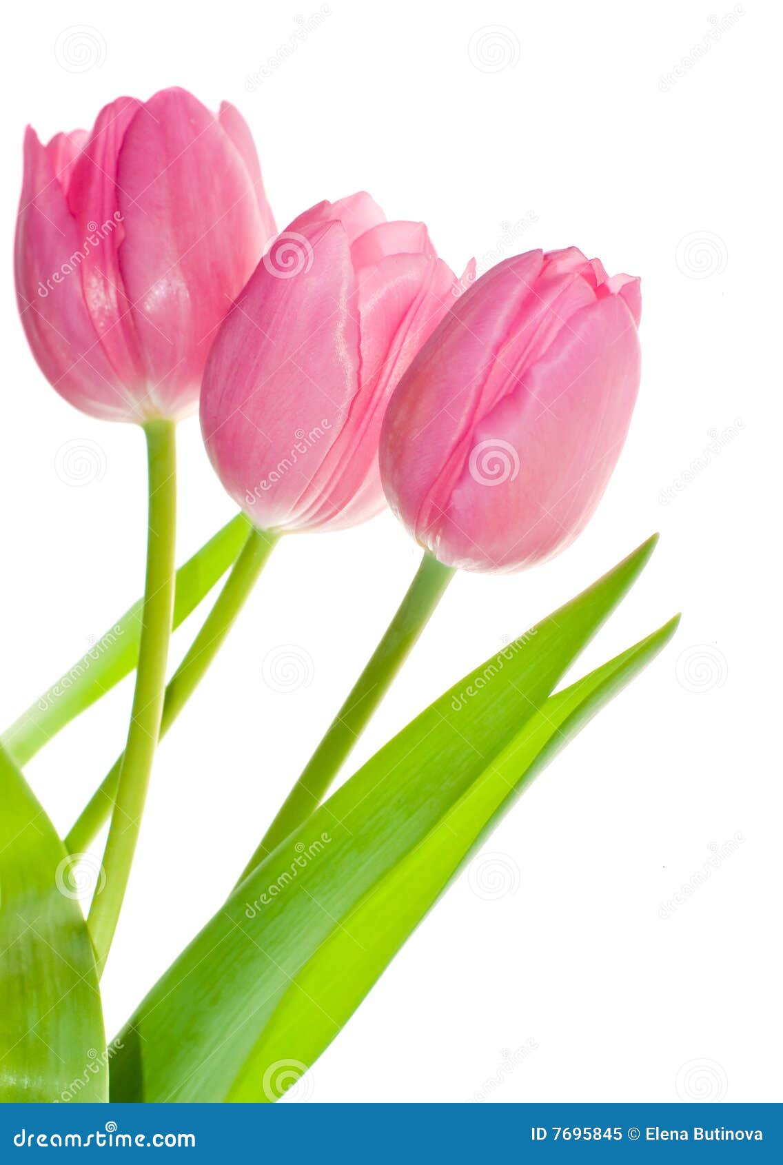 Three tulips stock image. Image of head, valentine, macro - 7695845