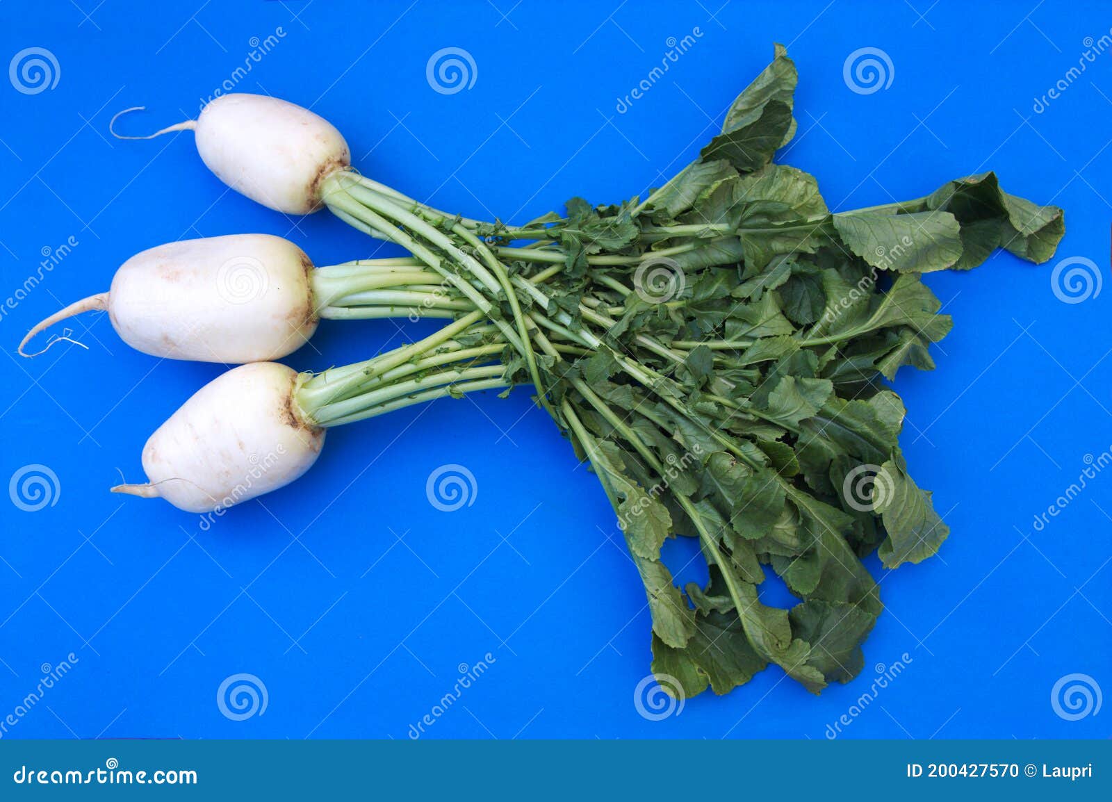 Three Turnips Brassica Rapa Subsp. Rapa with Plant Leaves on Blue Background Stock Photo Image