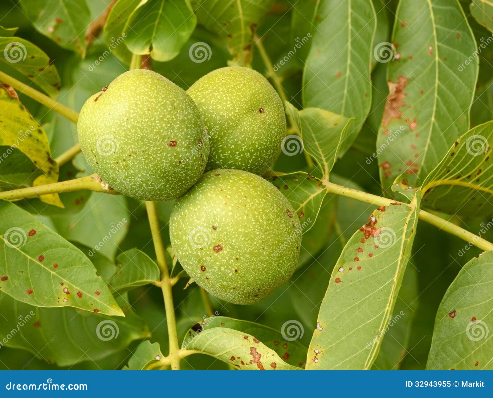 Three Unripe Walnuts on a Branch Stock Image Image of healthy, fruits