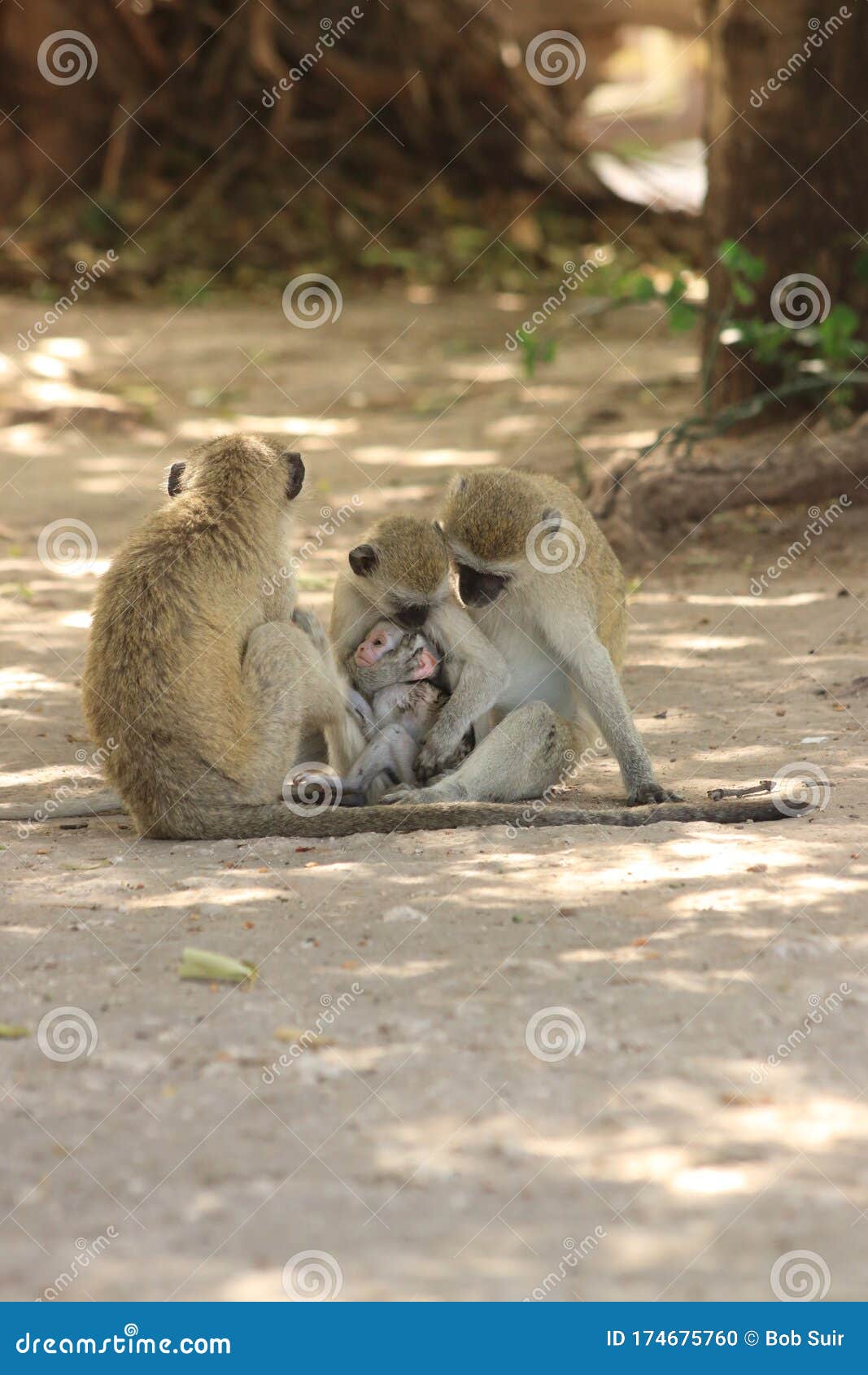 three vervet monkey`s holding a baby