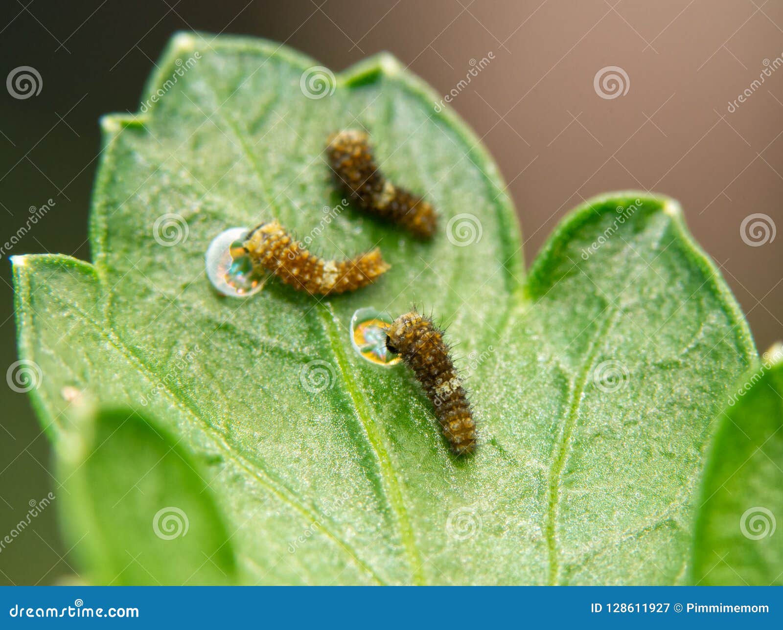 Three Very Tiny, Freshly Eclosed Black Swallowtail Butterfly