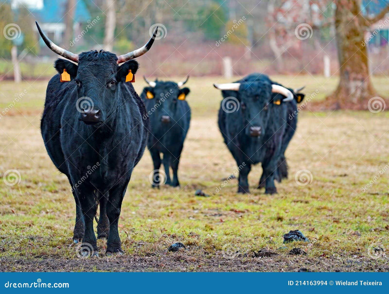 Three Visible Black Dexter Cows And One Hidden Stock Photo Image Of three-visible-black-dexter-cows-and-one-hidden-stock-photo-image-of
