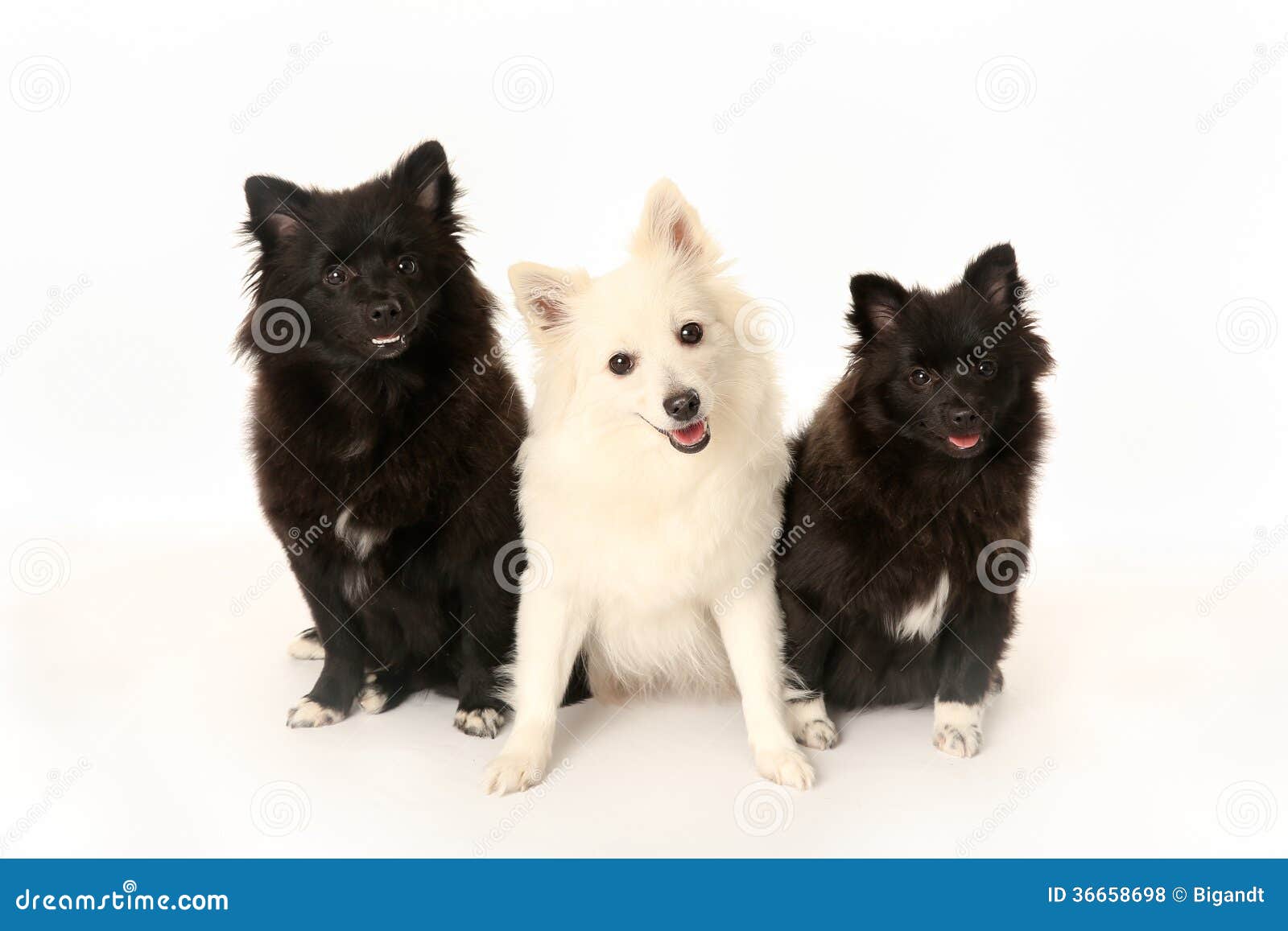 three volpino italiano dogs