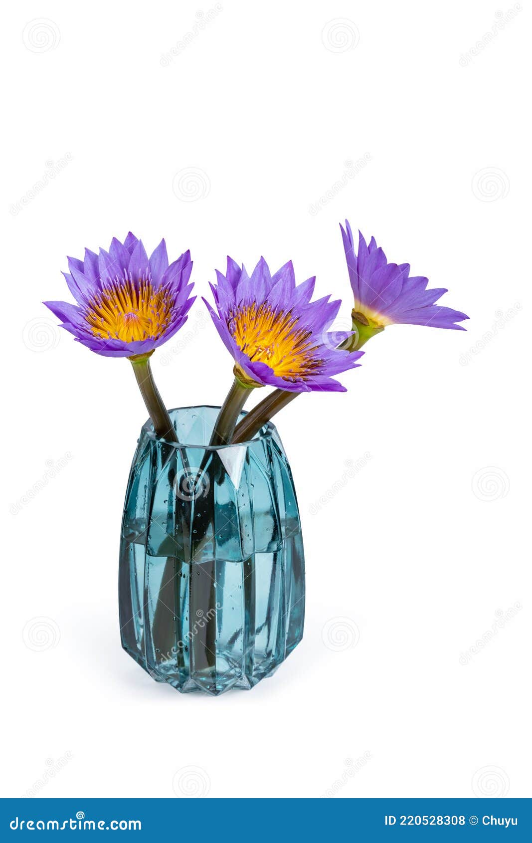Three Water Lilies in Glass Vase Isolated Stock Photo Image of cutout
