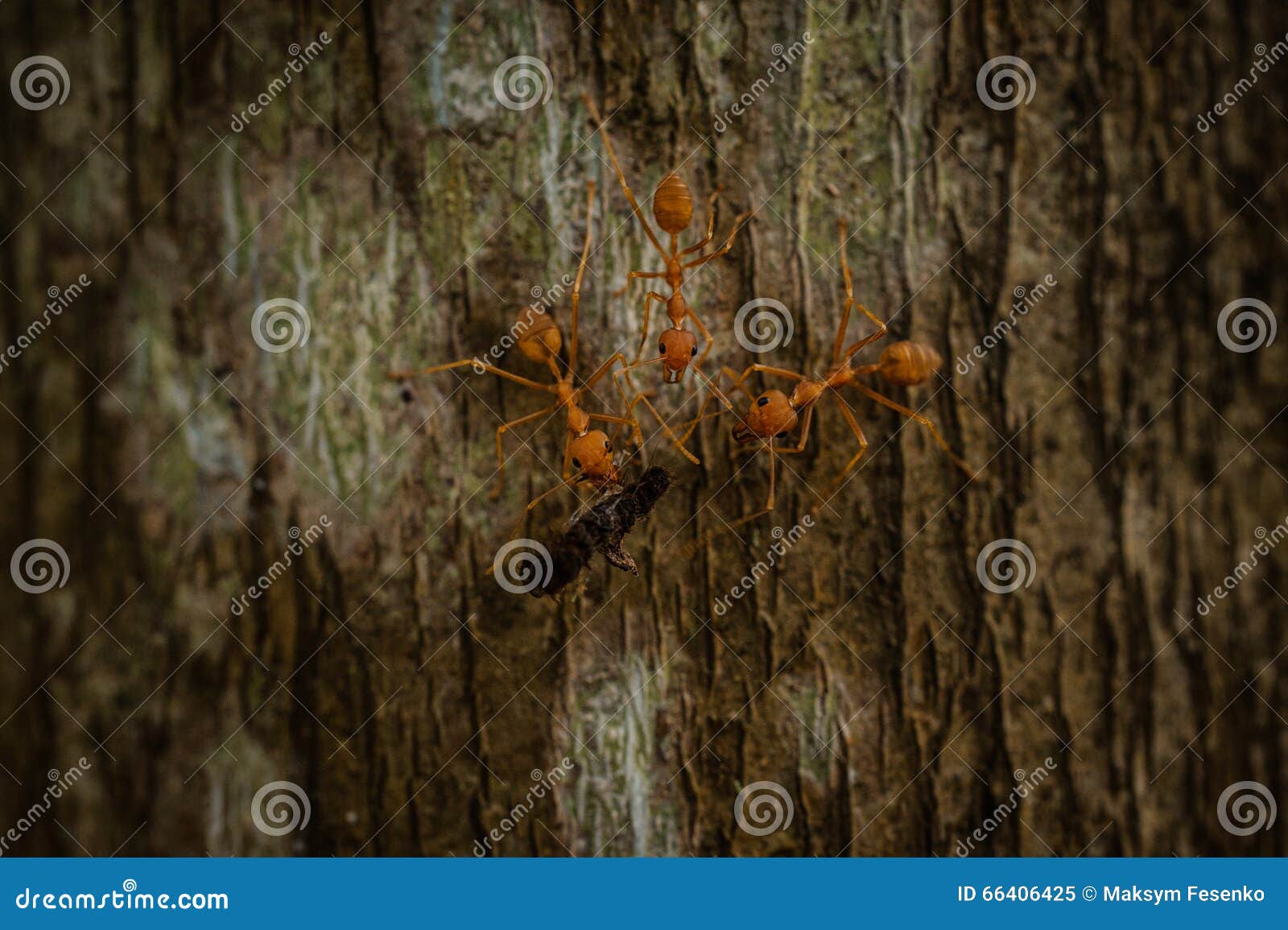 Three Weaver Ants Eating Insect Stock Image Image of macro, green