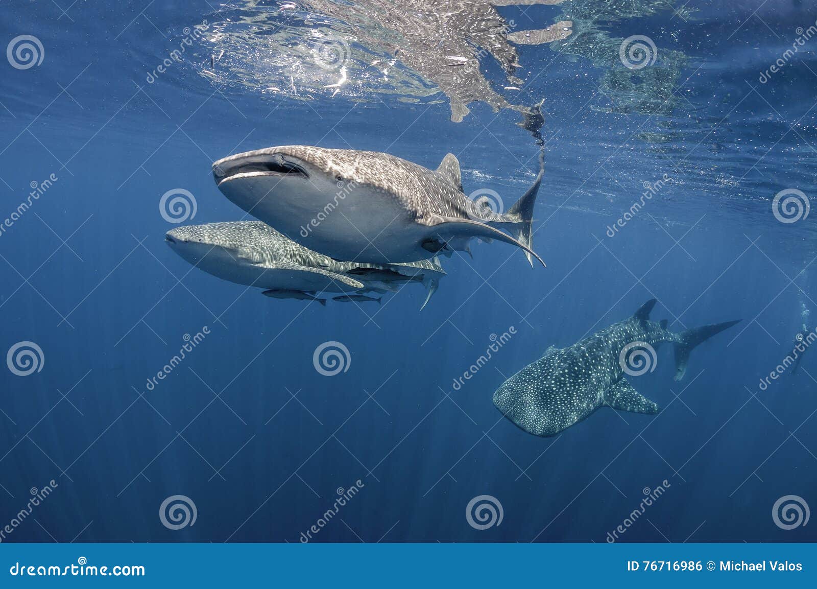 three whale sharks